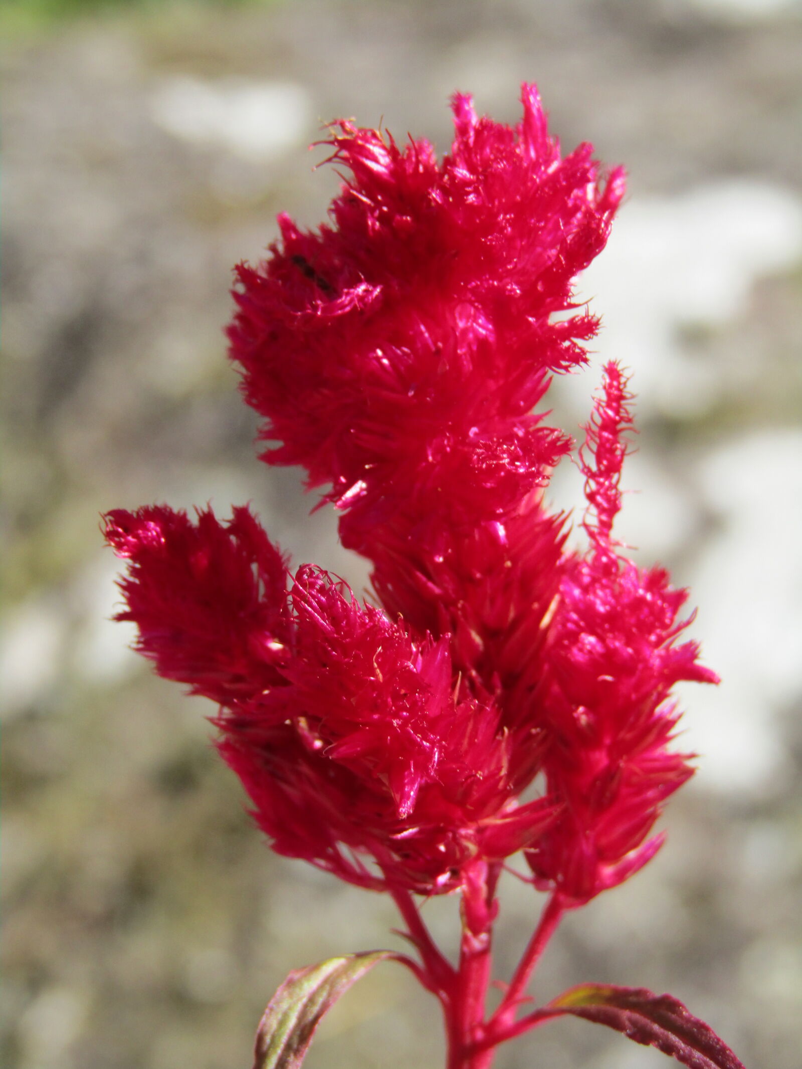 Canon PowerShot SX410 IS sample photo. Close, up, of, red photography