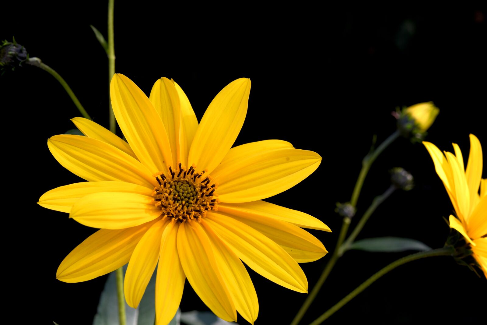 Nikon D7500 sample photo. Flower, yellow, petals nature photography