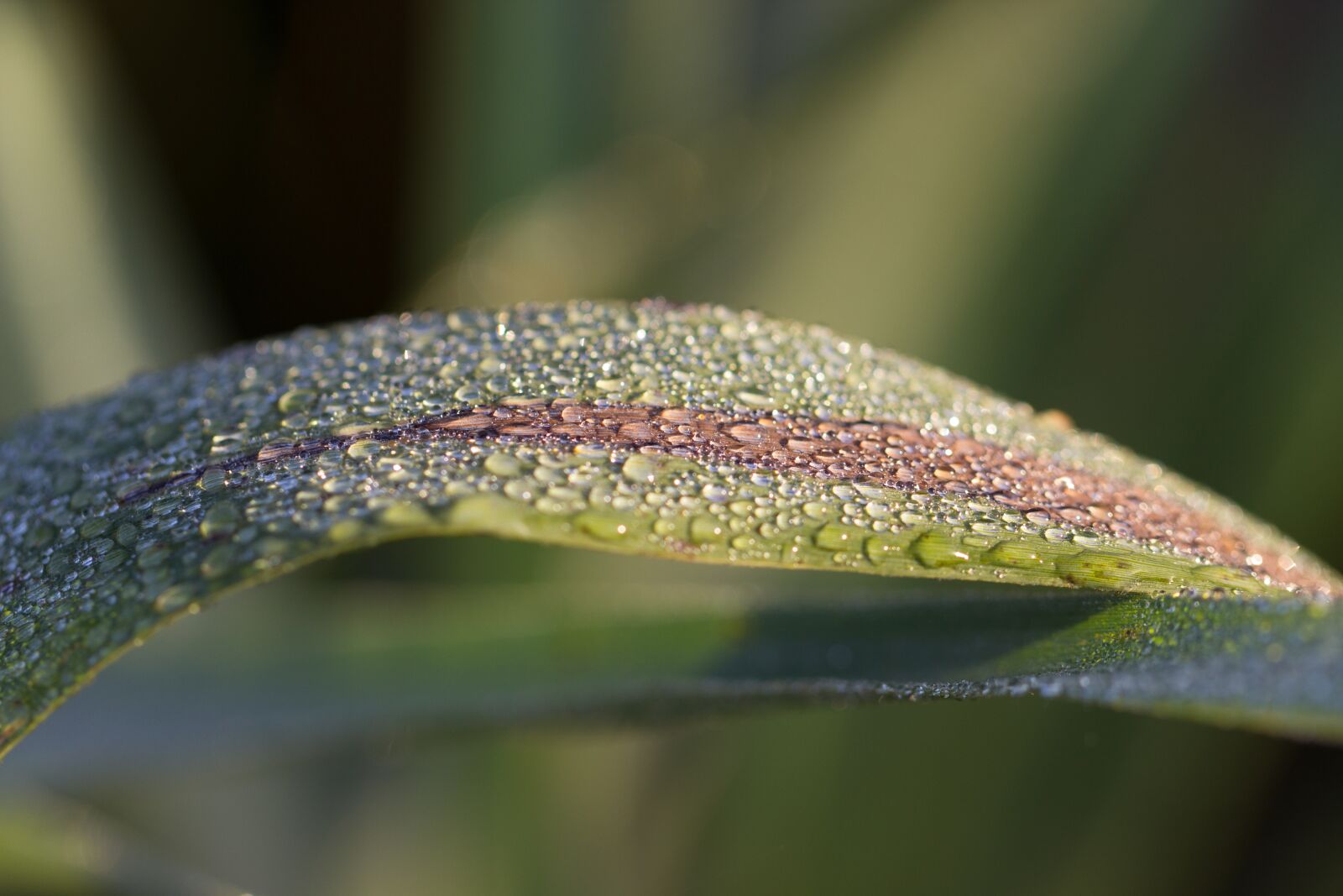 Canon EF 100mm F2.8L Macro IS USM sample photo. Drip, reed, leaf photography