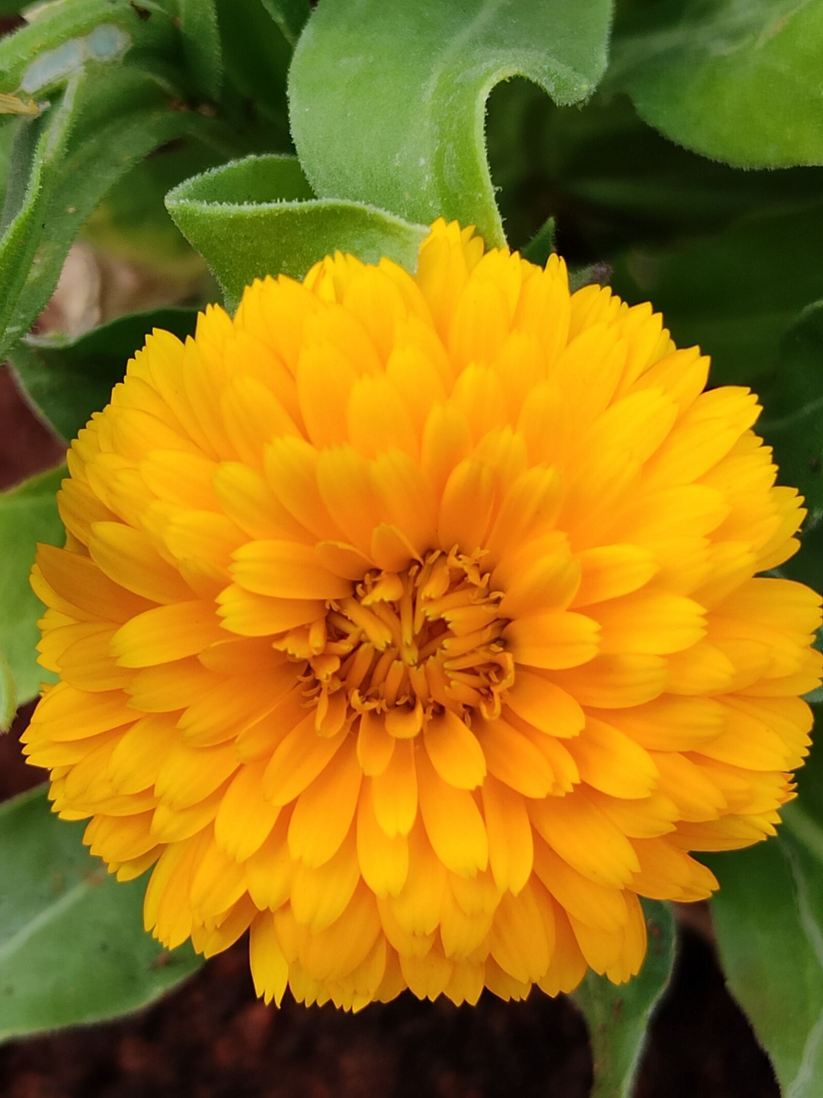 Xiaomi Redmi Note 7 Pro sample photo. Flower, yellow flower, chamanti photography