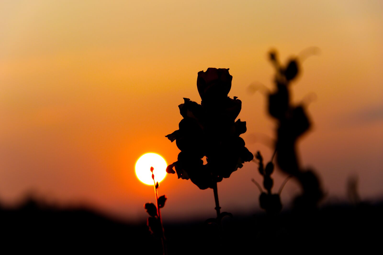 Nikon D5300 sample photo. Sunrise, flower, nature photography