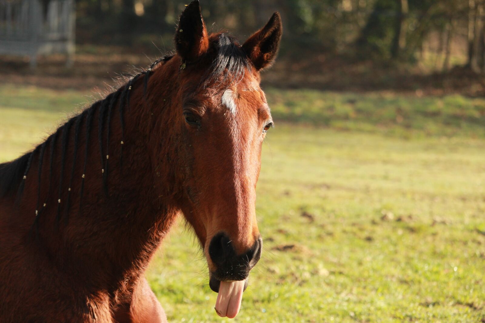 Canon EOS 1200D (EOS Rebel T5 / EOS Kiss X70 / EOS Hi) sample photo. Horse, horses, trotter photography