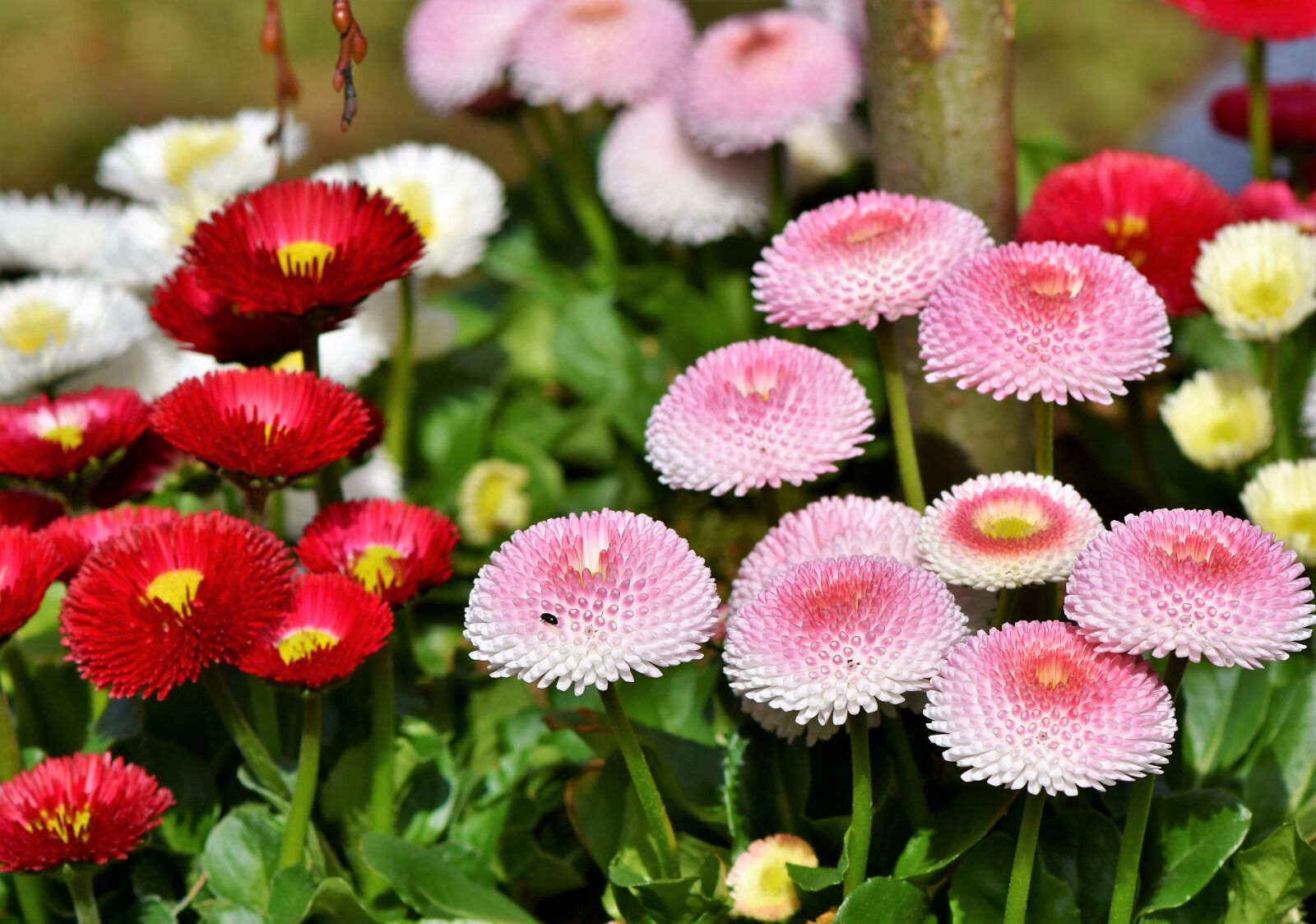 Nikon D7200 sample photo. Daisy, geese flower, spring photography