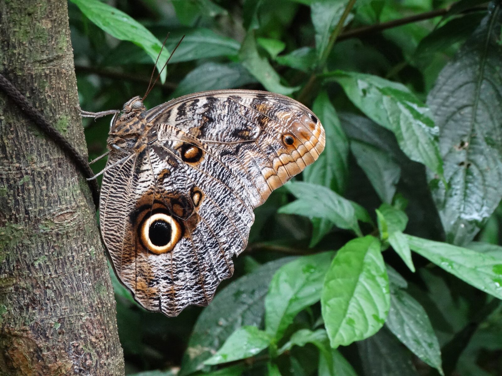 Sony Cyber-shot DSC-HX300 sample photo. Mariposa, insect, arthropod photography
