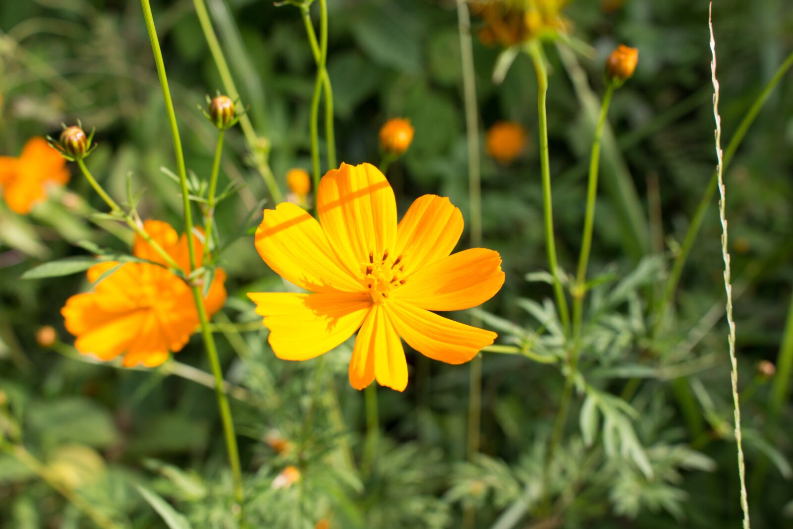 Canon EOS 700D (EOS Rebel T5i / EOS Kiss X7i) sample photo. Flowers, nature, flower photography
