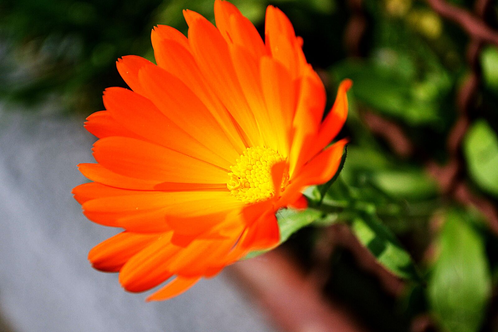 Nikon D3100 sample photo. Flower, orange, bloom photography