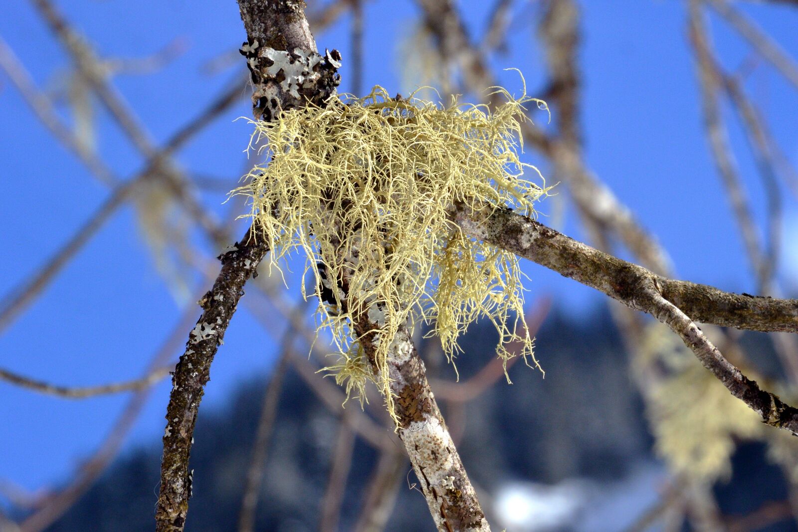Nikon 1 V2 sample photo. Lichen, branch, bark photography