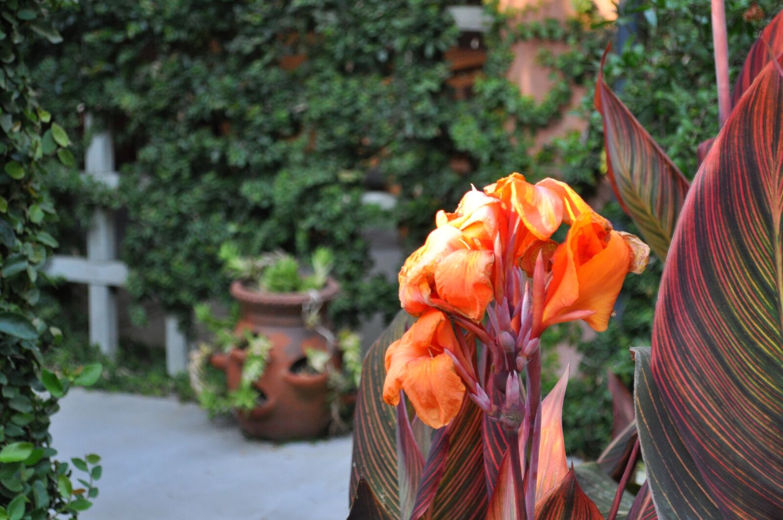 Nikon D5000 sample photo. Flower, bloom, plant photography