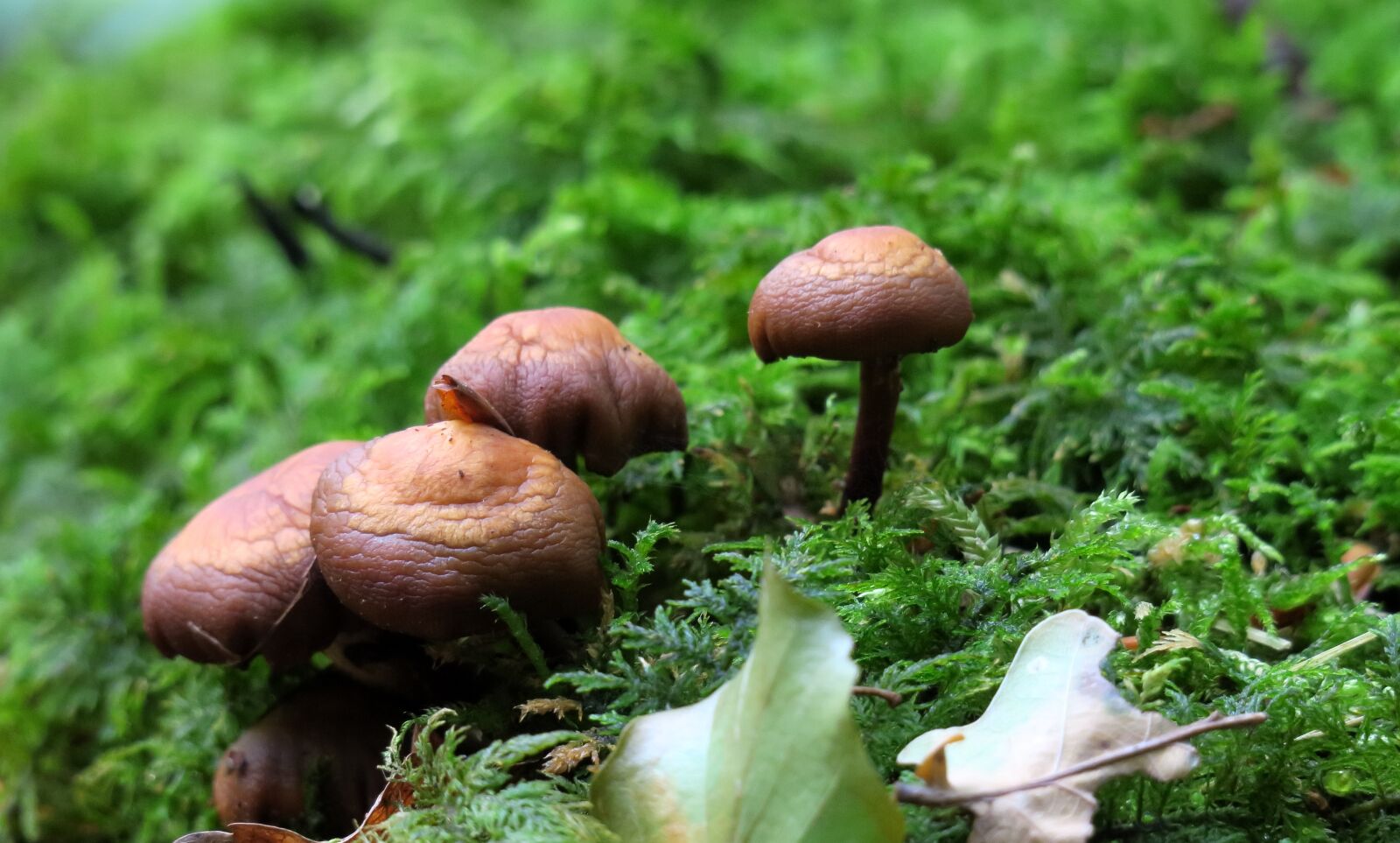 Canon PowerShot G3 X sample photo. Mushroom, moss, autumn photography