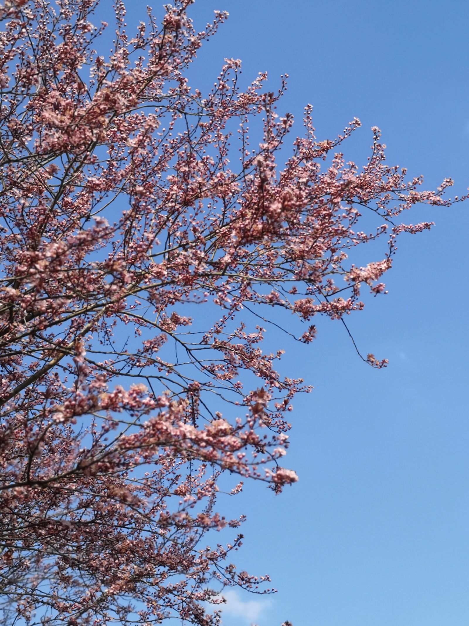 HUAWEI P20 sample photo. Cherry blossom, tree, sun photography