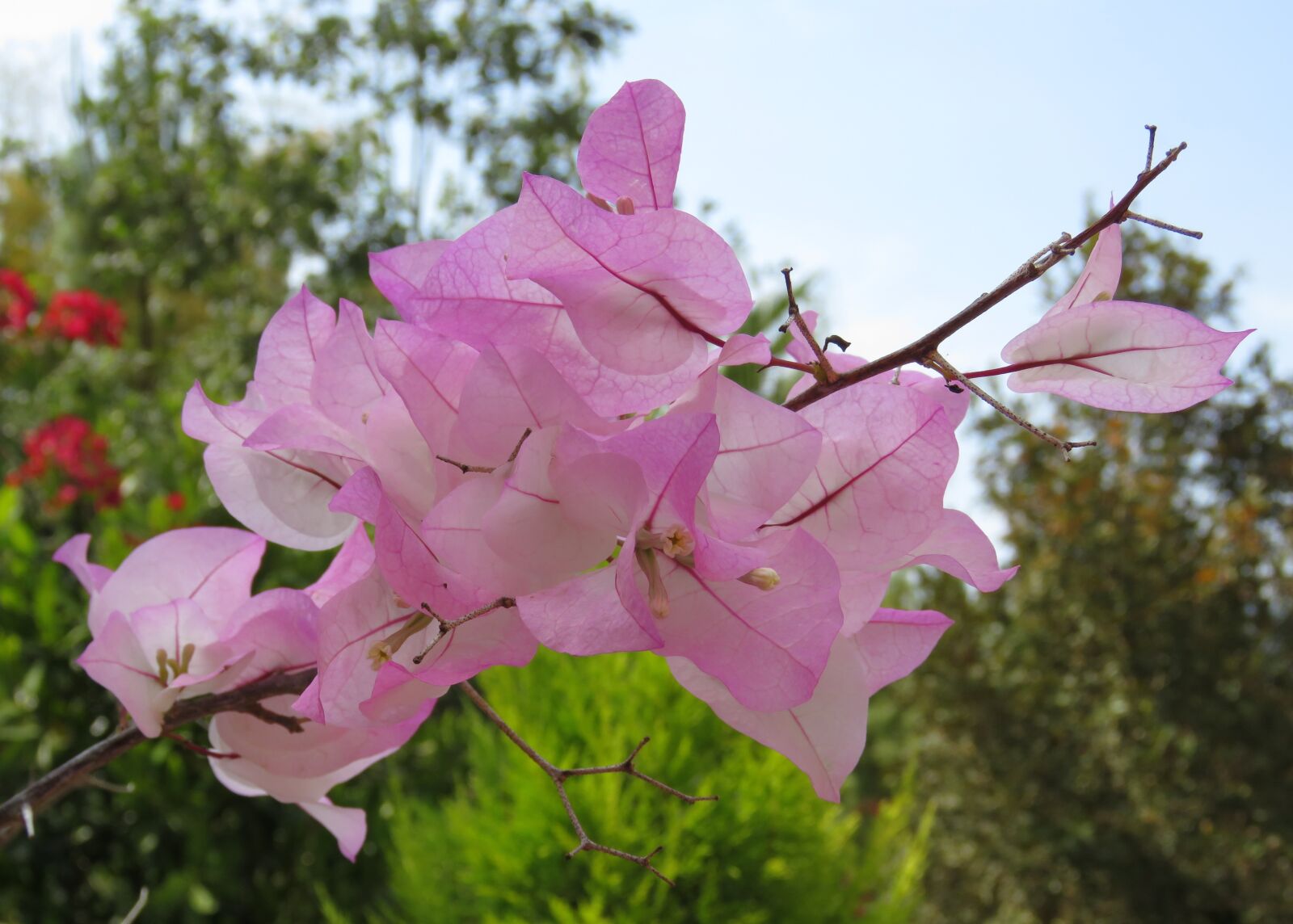 Canon PowerShot SX60 HS sample photo. Flower, flora, nature photography