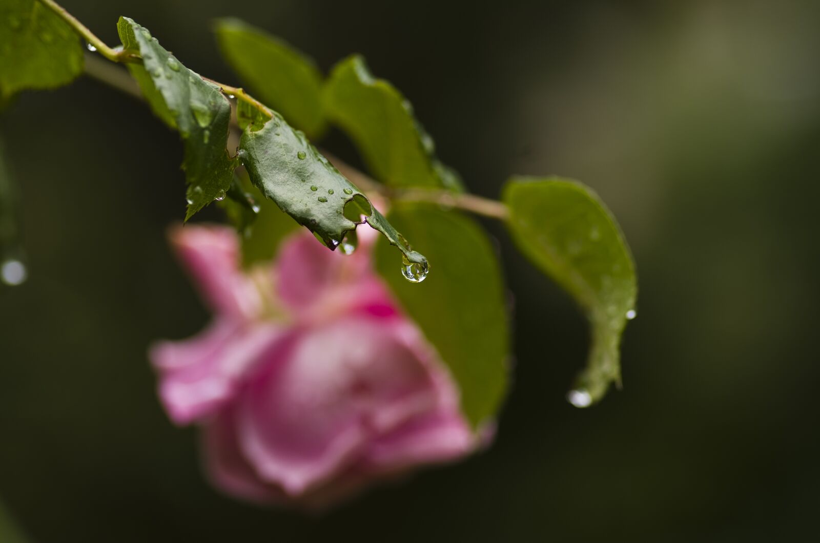 Pentax K-30 sample photo. Rose, leaves, rain photography