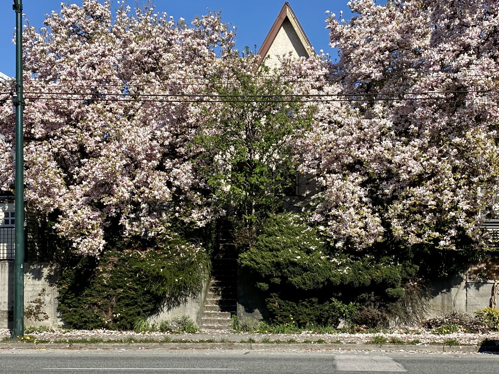 Apple iPhone 11 sample photo. Vancouver, bloom, spring photography