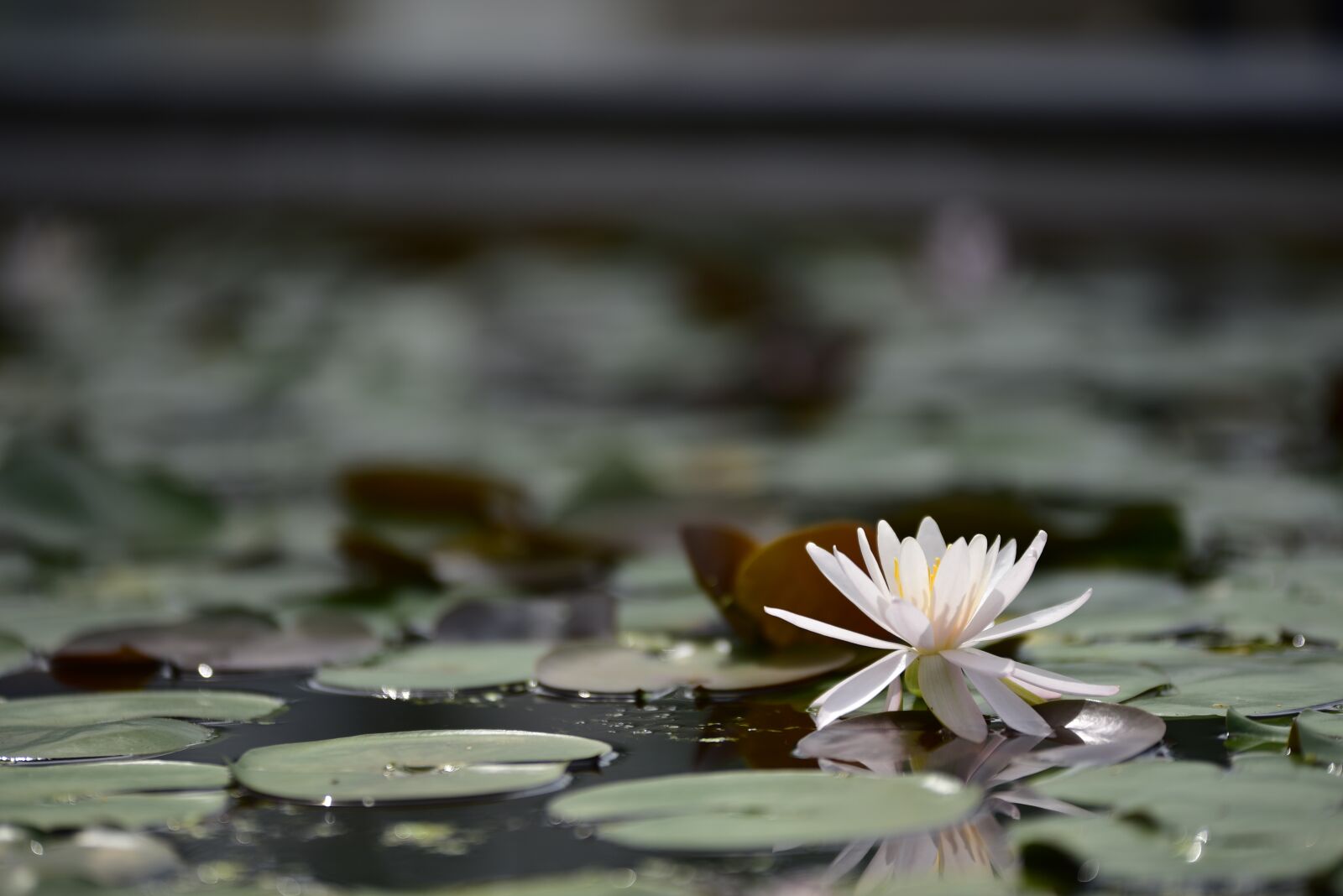 Nikon D750 sample photo. Lotus, flowers, petal photography