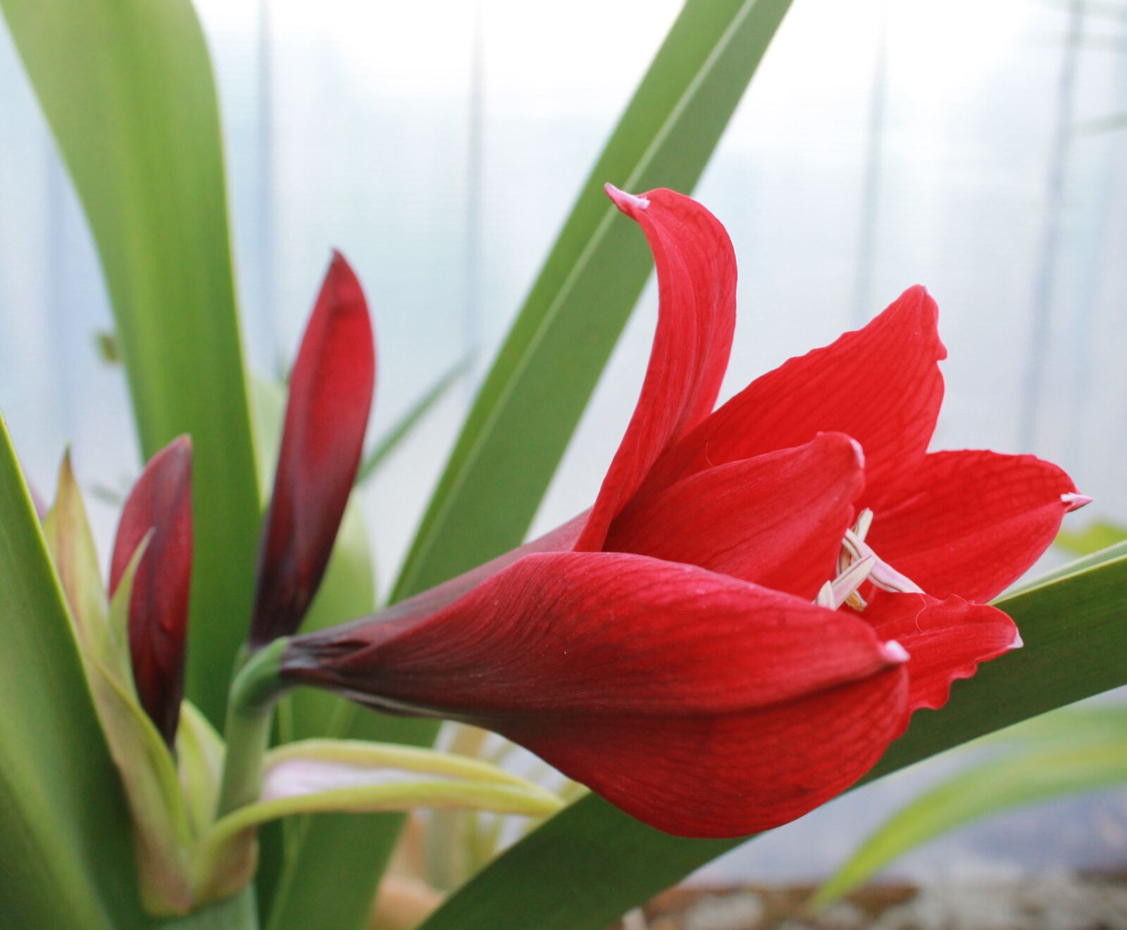 Canon EOS 1100D (EOS Rebel T3 / EOS Kiss X50) sample photo. Lily, red, flower photography