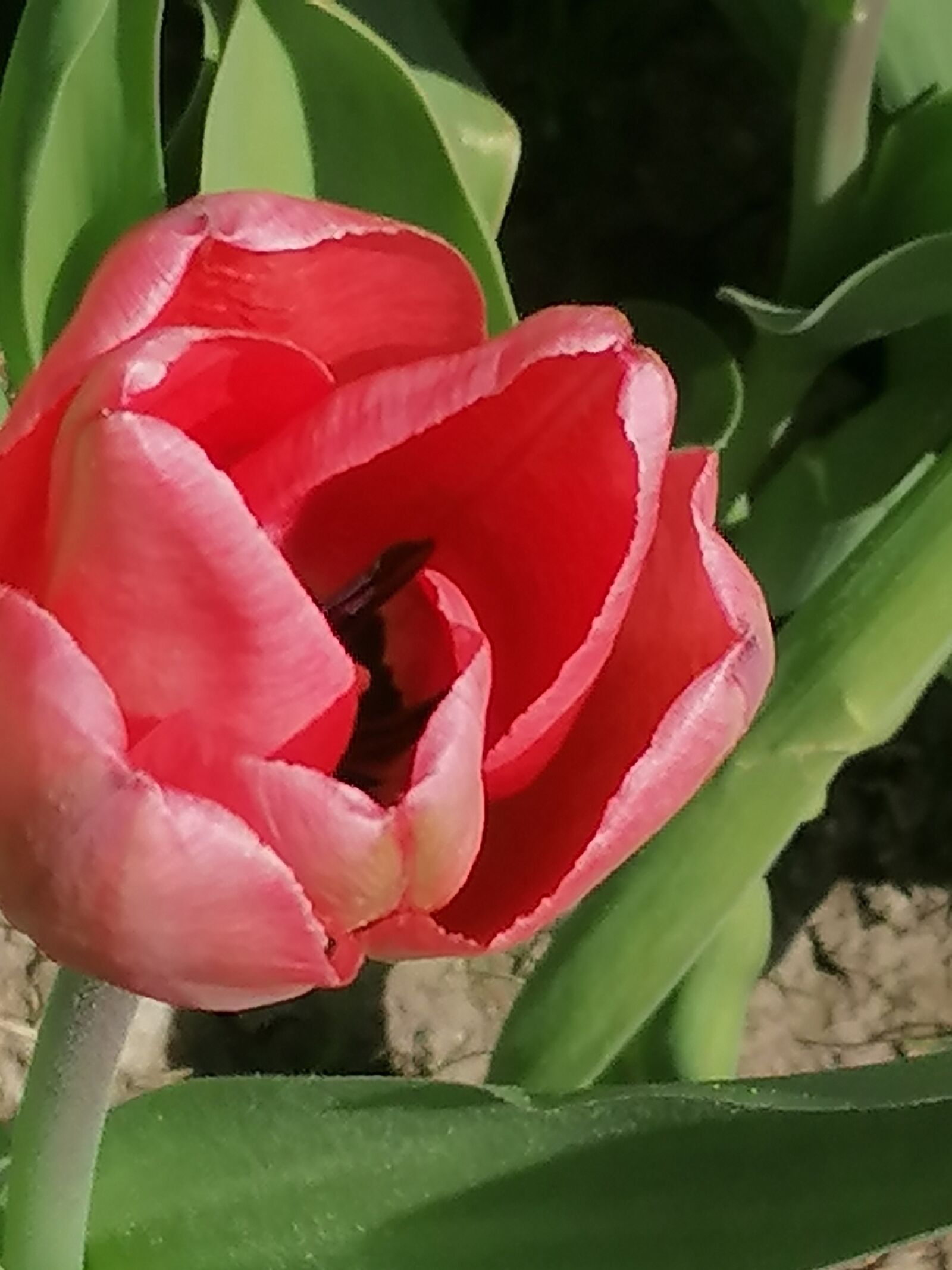 HUAWEI P30 LITE sample photo. Blossom, bloom, close up photography