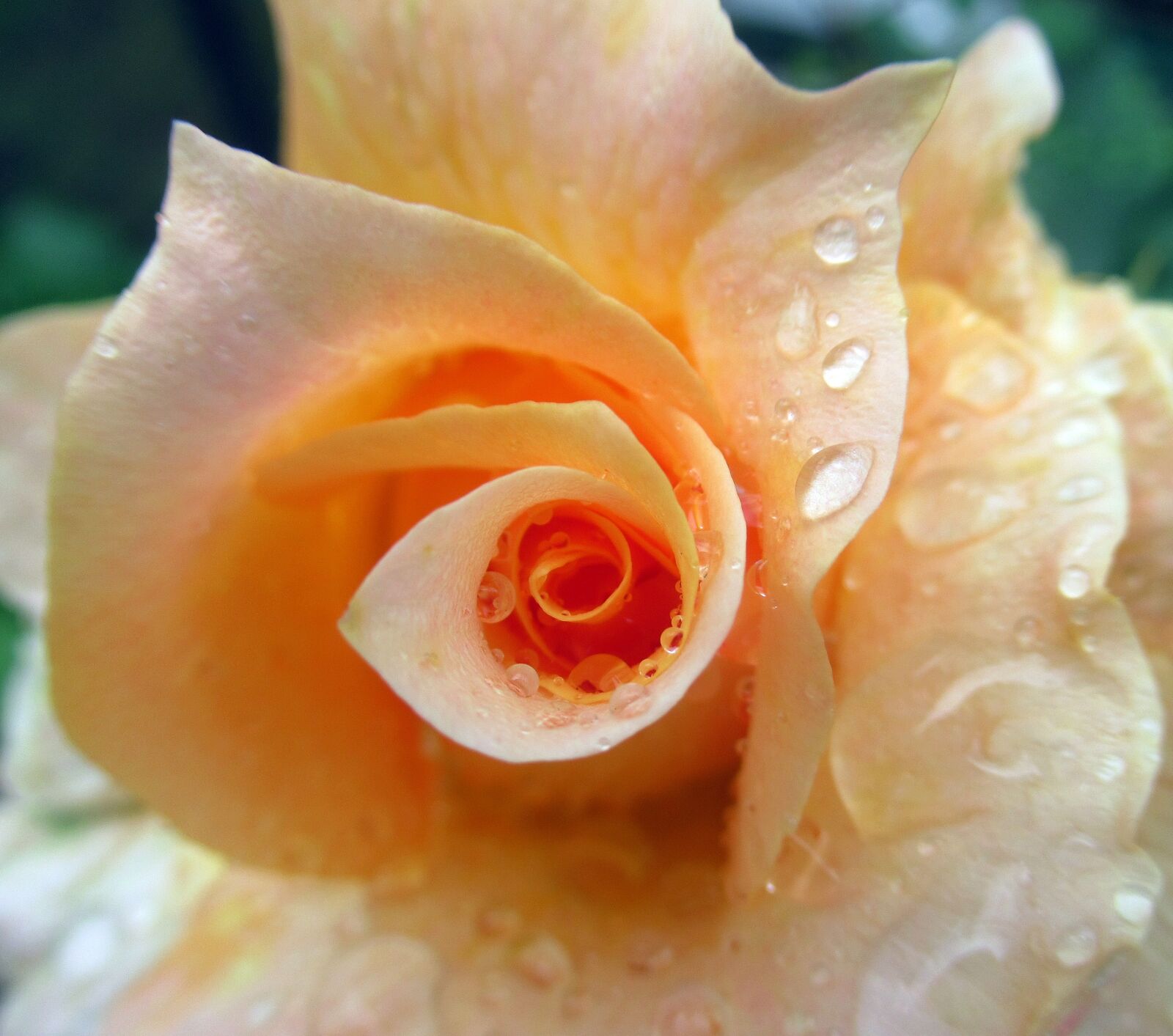 Canon PowerShot SX620 HS sample photo. Rose, rain photography