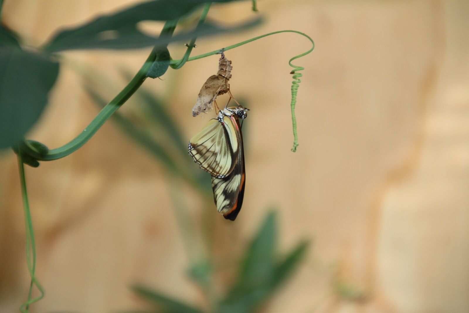 Canon EOS 500D (EOS Rebel T1i / EOS Kiss X3) sample photo. Reveal, butterfly, butterfly garden photography