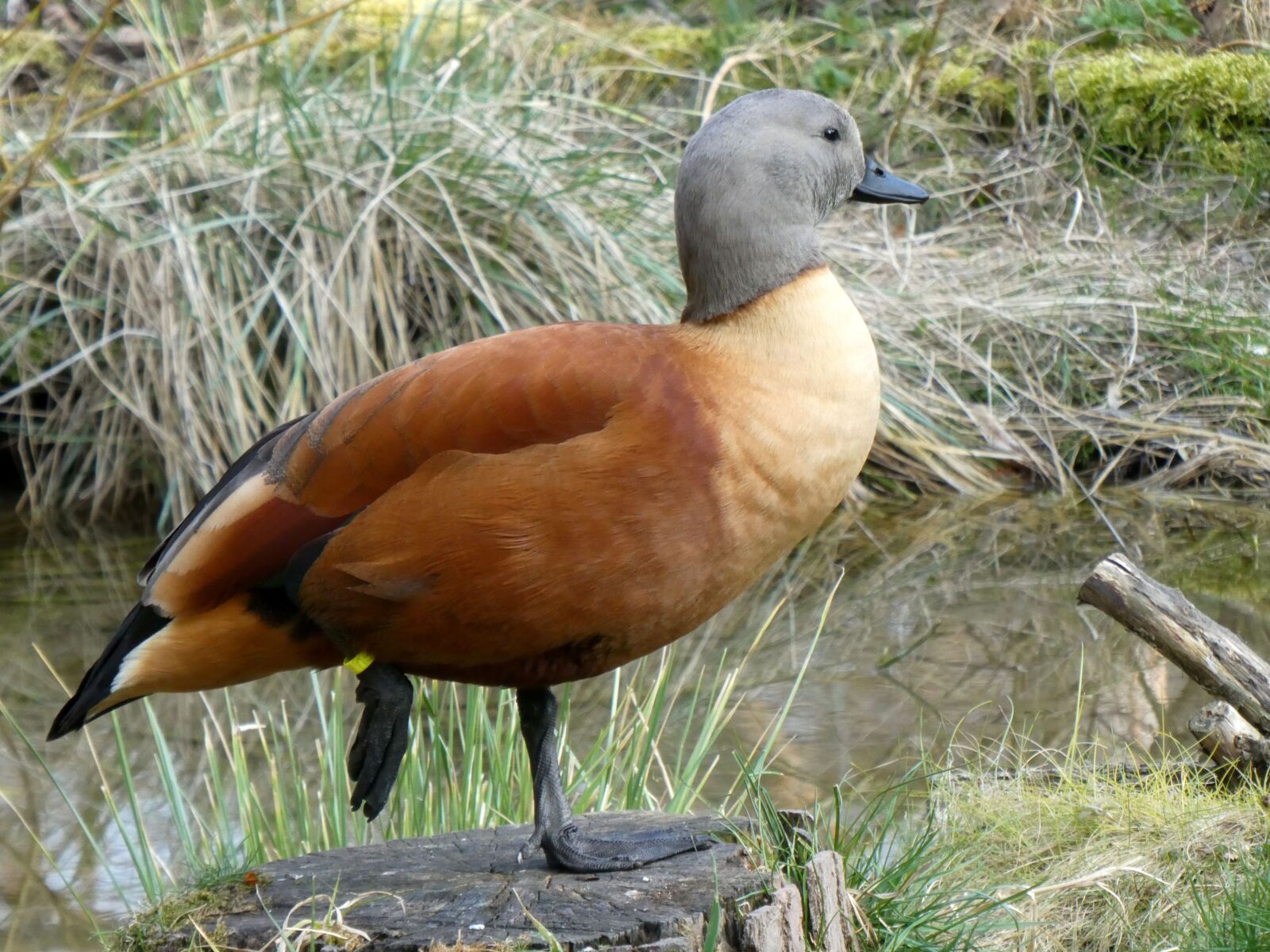 Panasonic DC-TZ91 sample photo. Rust goose, tadorna ferruginea photography