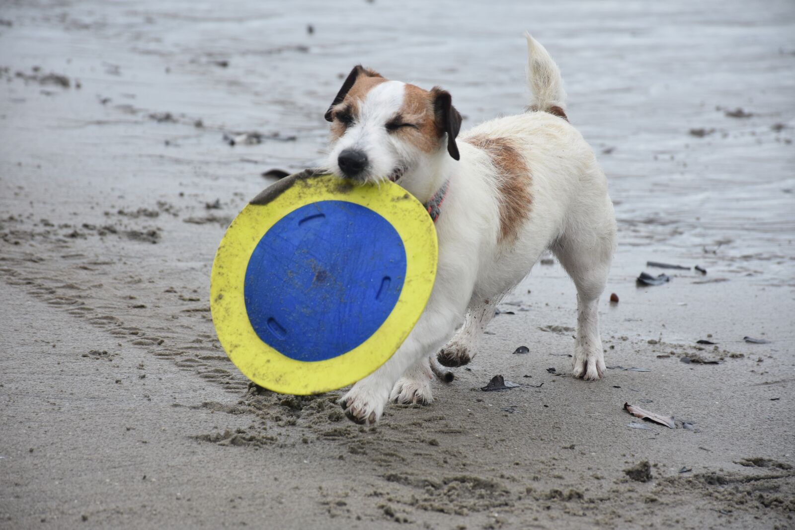 Nikon D7200 sample photo. Play, frezbee, puppy photography