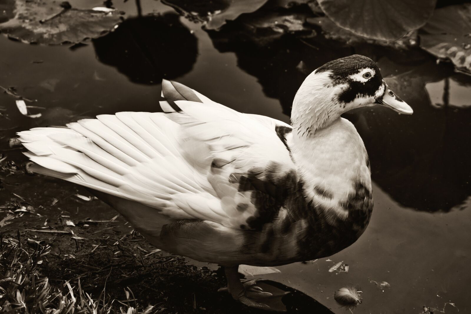 Nikon D3400 sample photo. Duck, bird, a photography