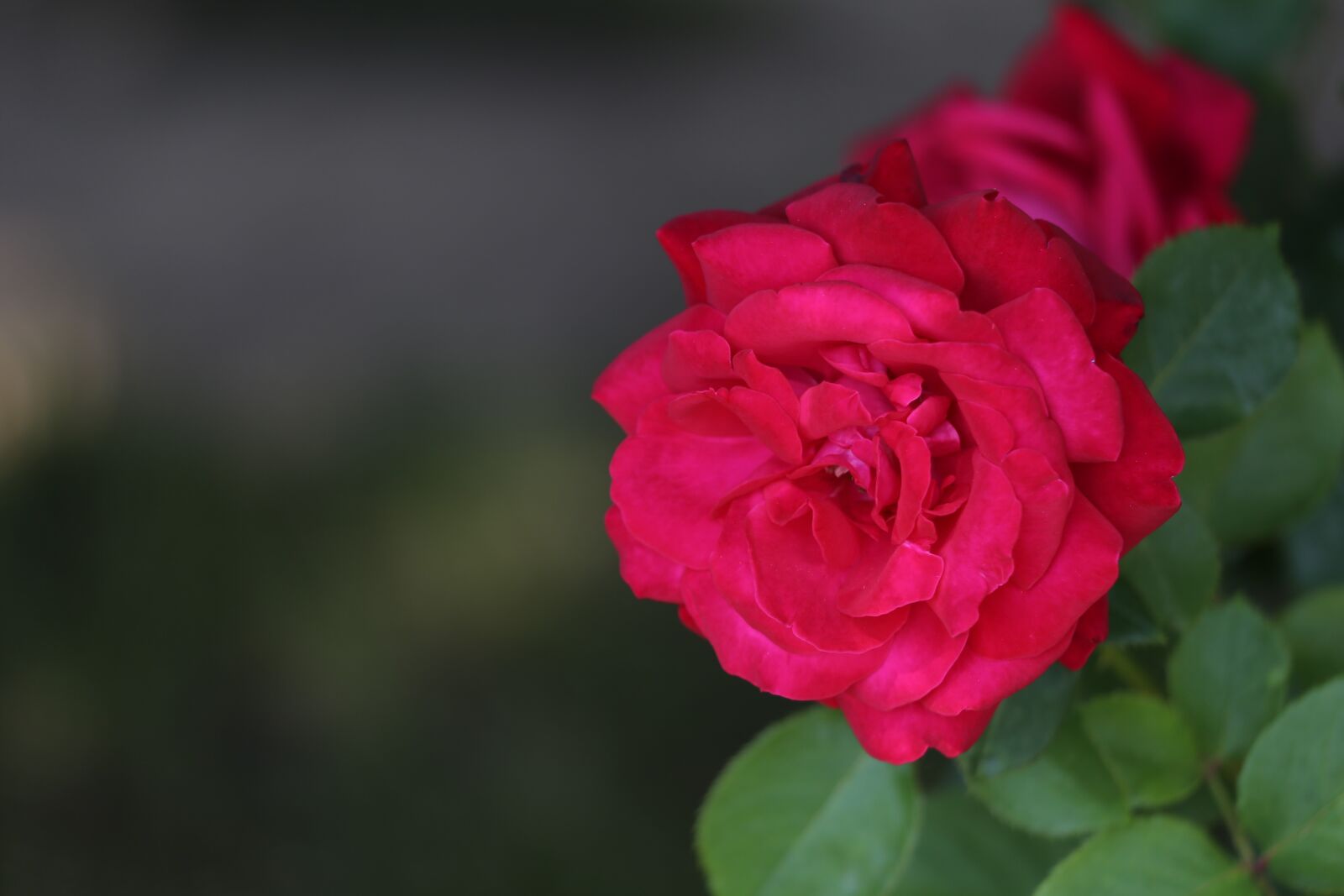 Canon EF 70-300 F4-5.6 IS II USM sample photo. Red roses, flower, romantic photography
