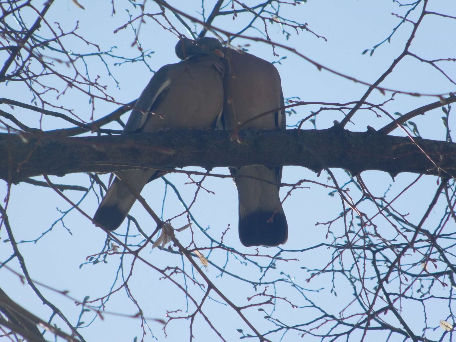 Nikon Coolpix L840 sample photo. Tree, winter, dove bird photography