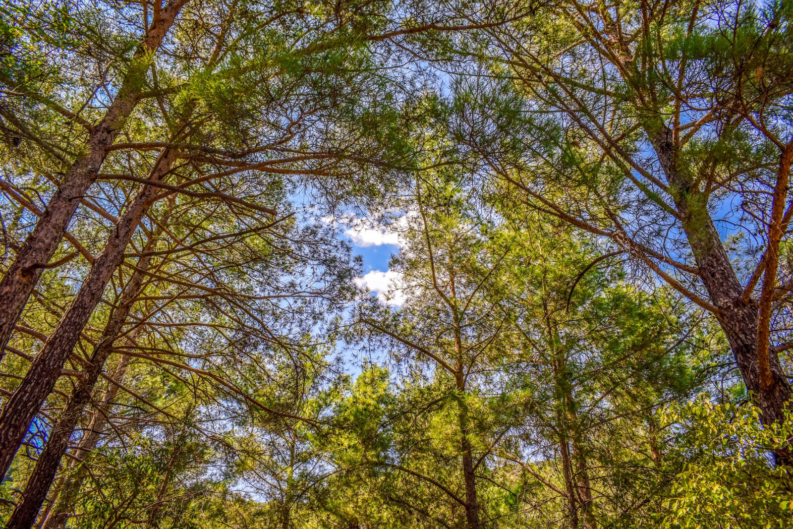 Nikon D3300 sample photo. Tree trunk, forest, trees photography