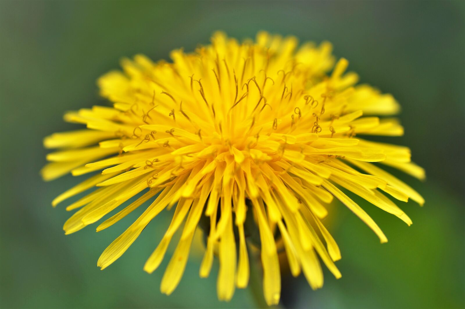 Sony SLT-A58 sample photo. Dandelion, yellow, macro photography