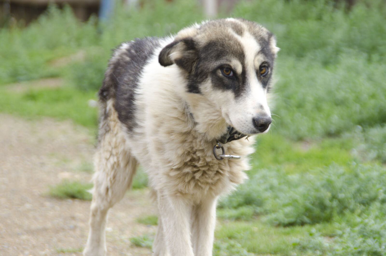 Nikon D7000 sample photo. Baby, dog, dog, eyes photography
