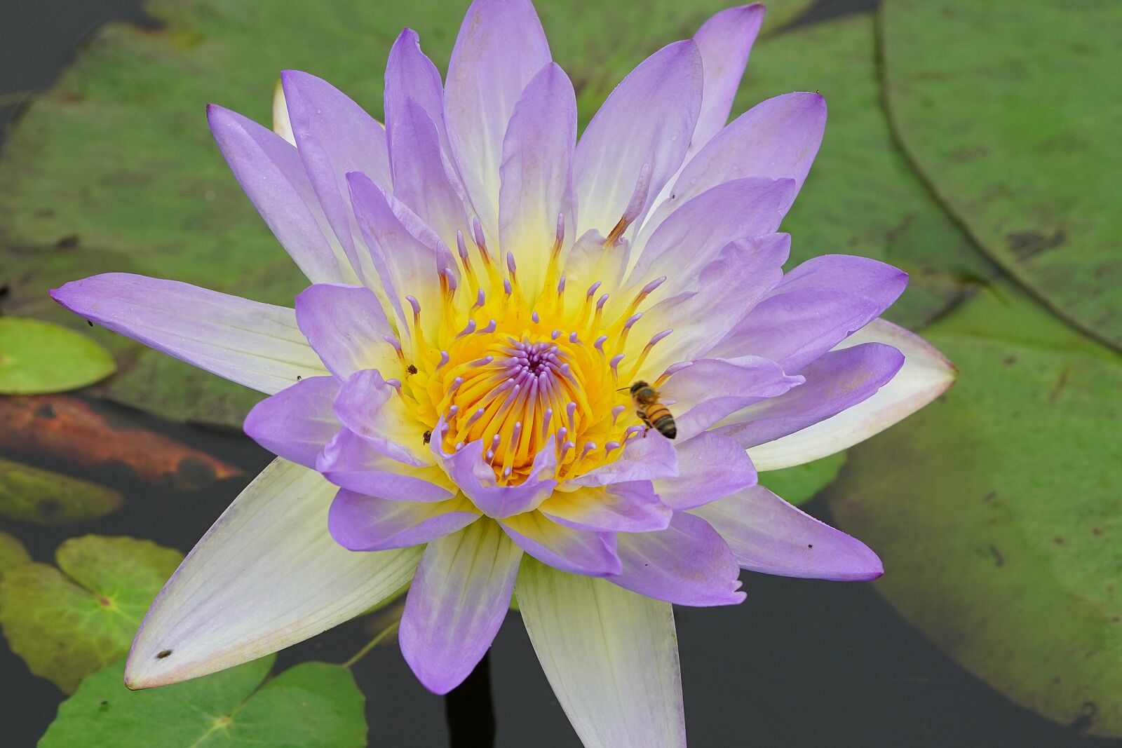 Sony a7R III + Sony FE 90mm F2.8 Macro G OSS sample photo. Lotus ffflower, lotus, pond photography