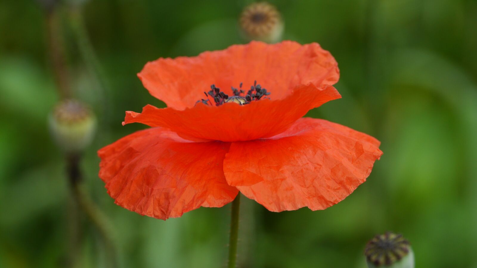 Panasonic Lumix DMC-GH3 sample photo. Poppy, plants, nature photography