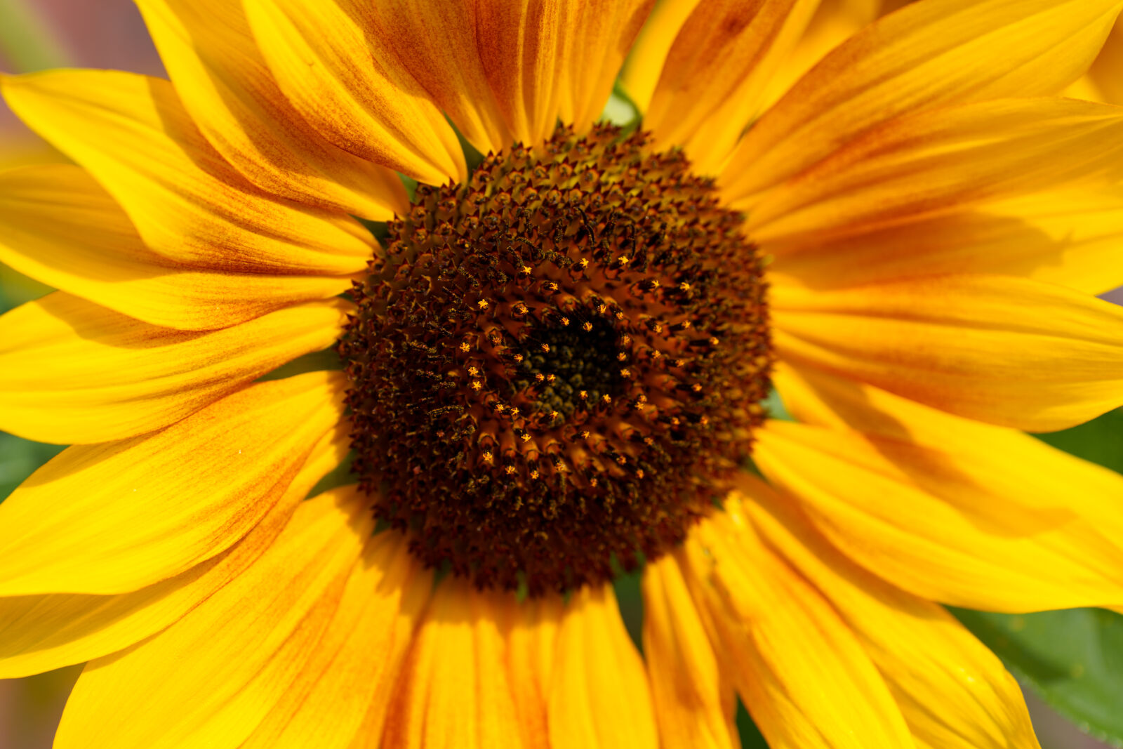 Sony FE 70-200mm F4 G OSS II sample photo. Flower sunshine photography
