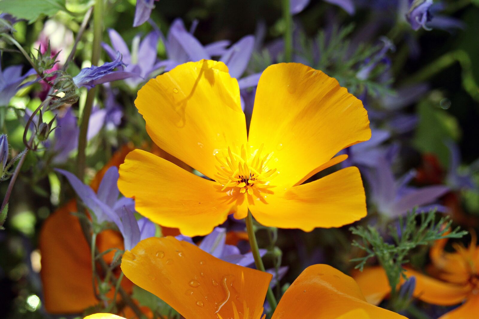 EF35-80mm f/4-5.6 sample photo. Eschscholzia californica, orange, gold photography