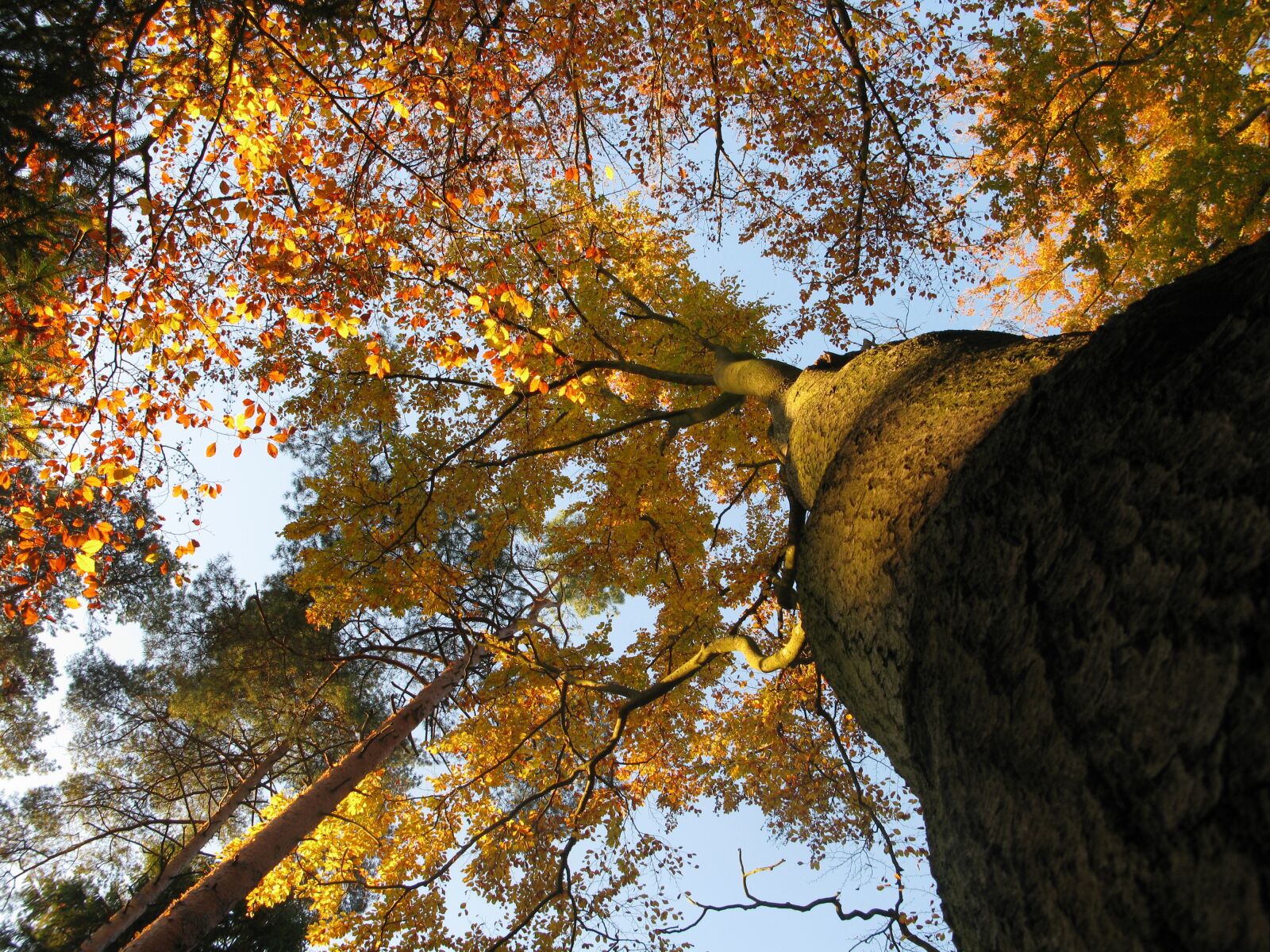 Canon POWERSHOT G9 sample photo. Beech, beech forest, fagus photography