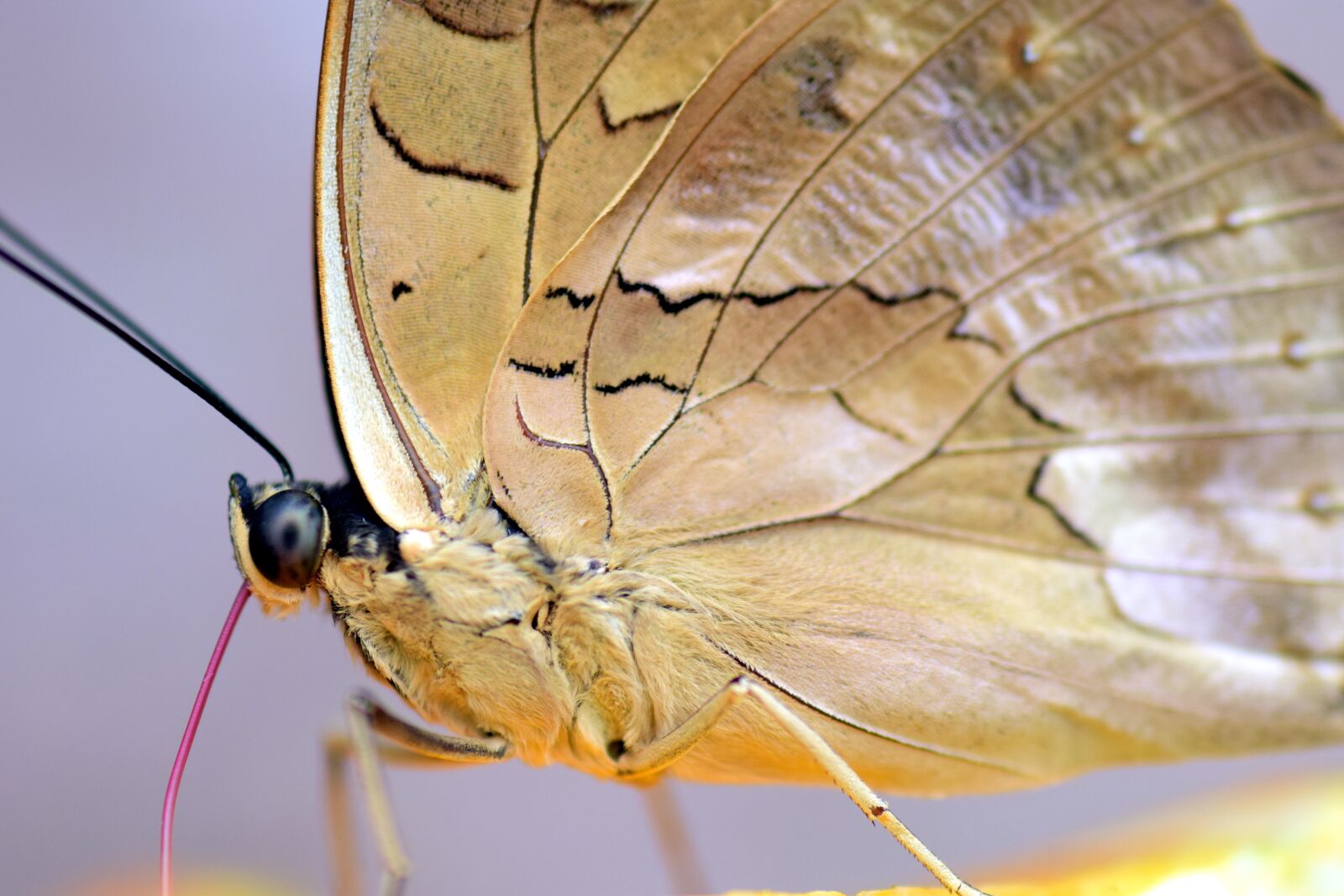 Nikon D3300 sample photo. Butterfly, tropical, insect photography