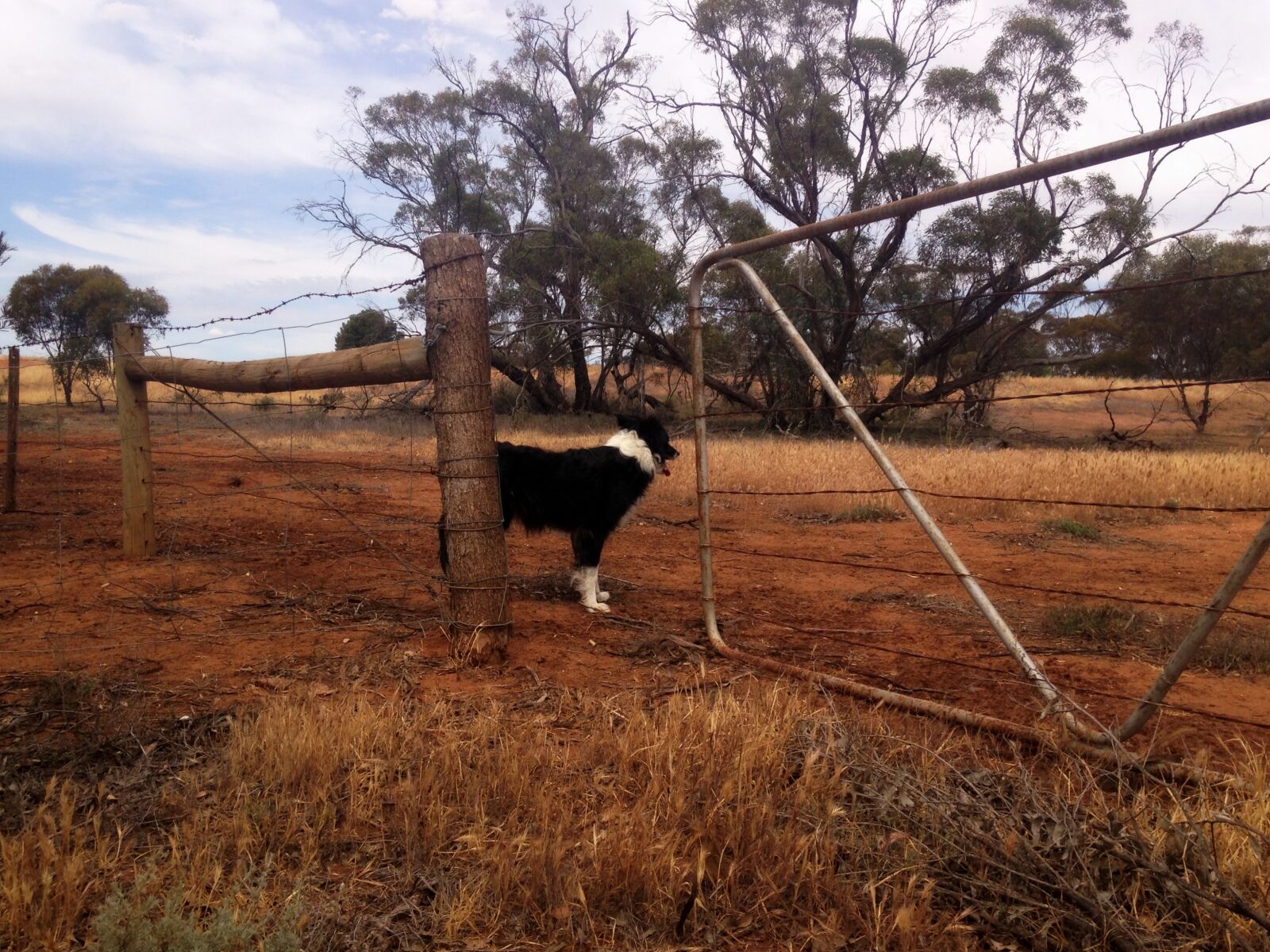 iPhone 5c back camera 4.12mm f/2.4 sample photo. Border, collie, dog, domestic photography