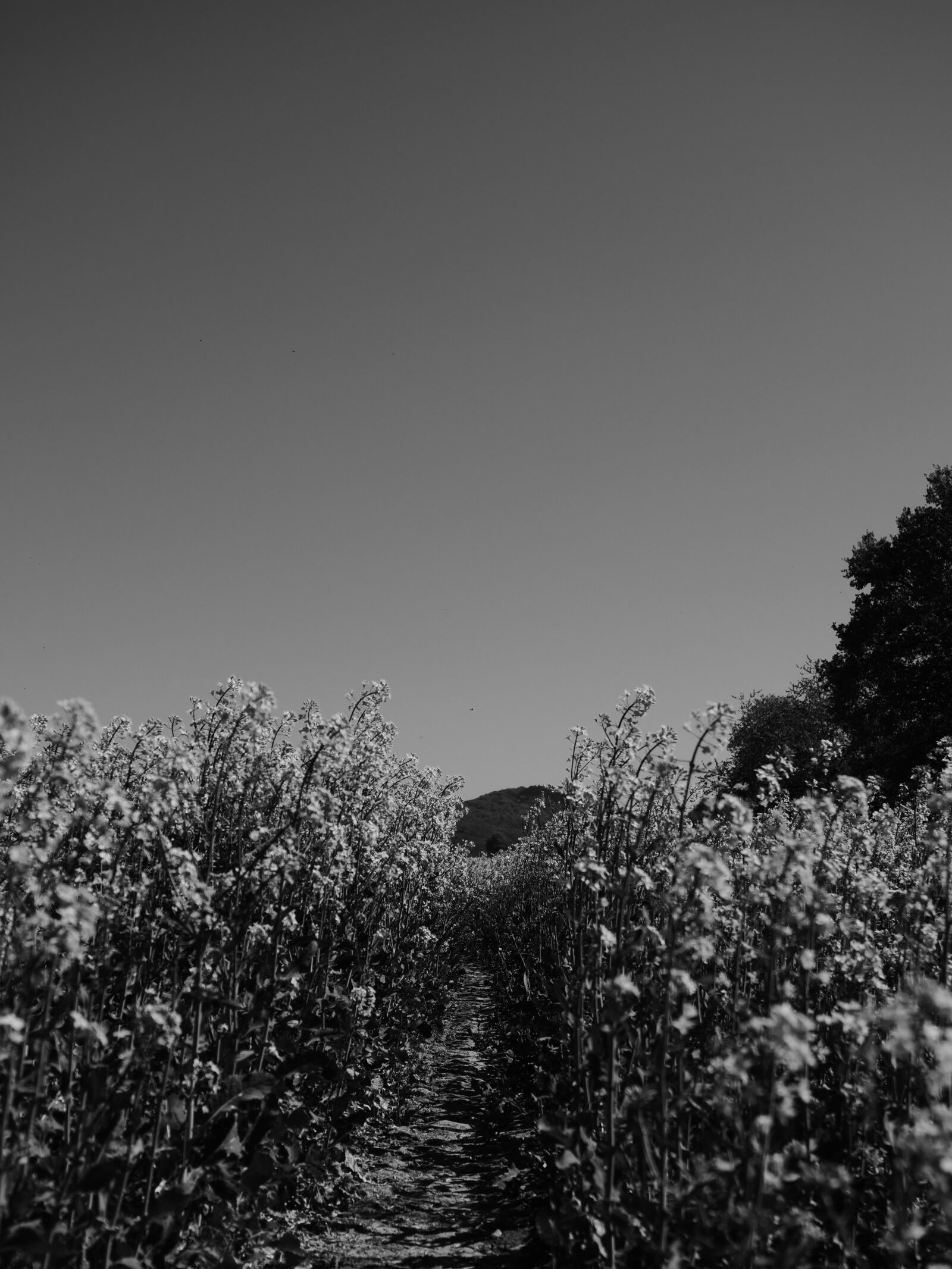 LEICA DG 12-60/F2.8-4.0 sample photo. Canola, canola field, field photography