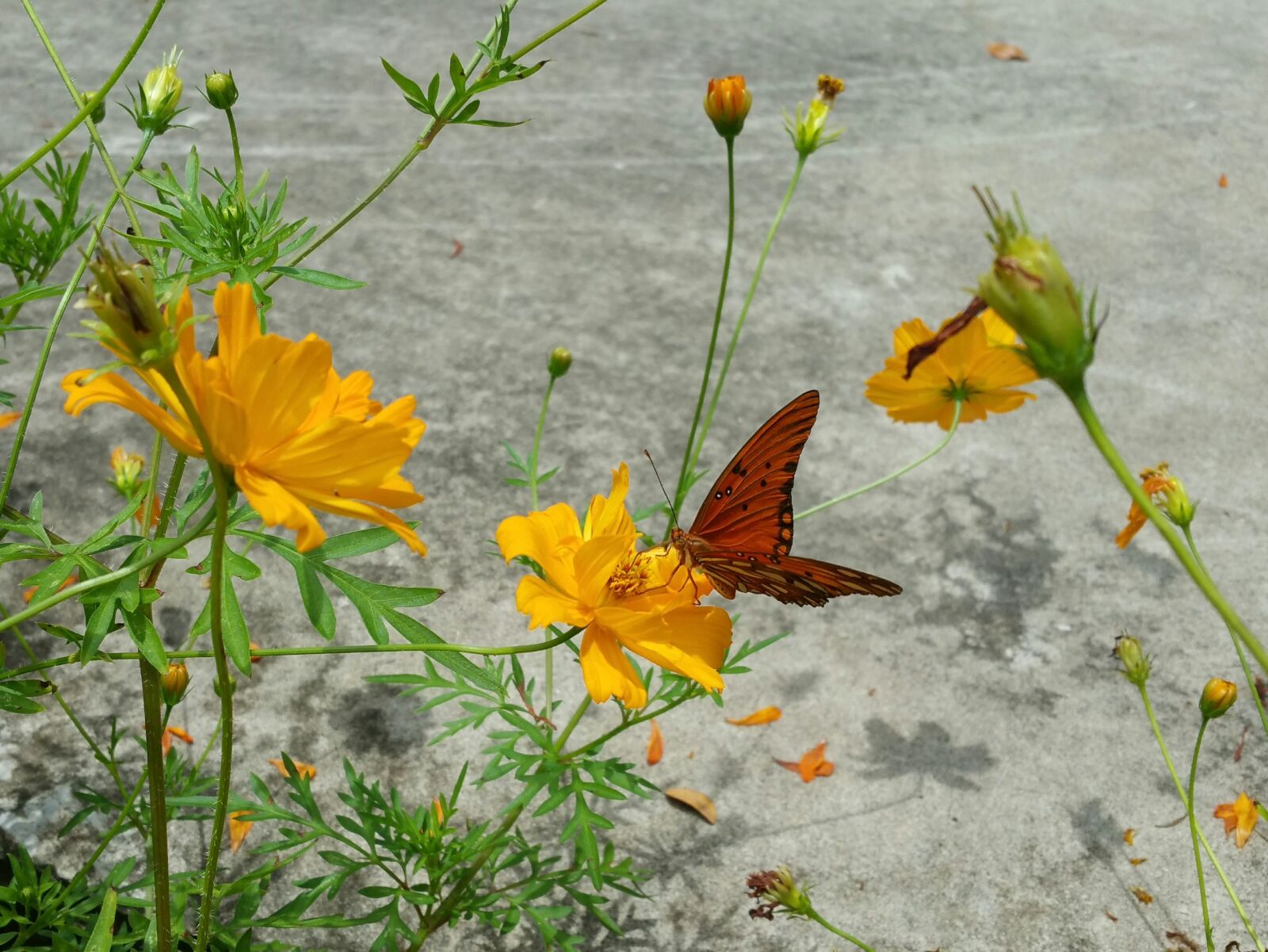 Samsung Galaxy Note4 sample photo. Red butterfly, flowers, shadow photography