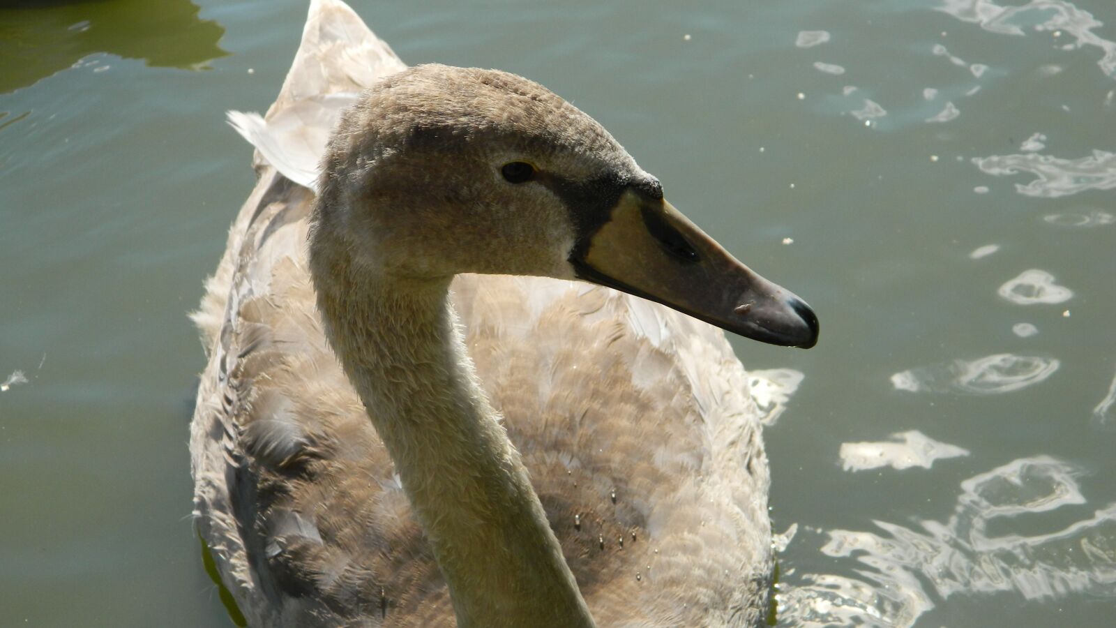 Nikon Coolpix L120 sample photo. Swan, white, water photography