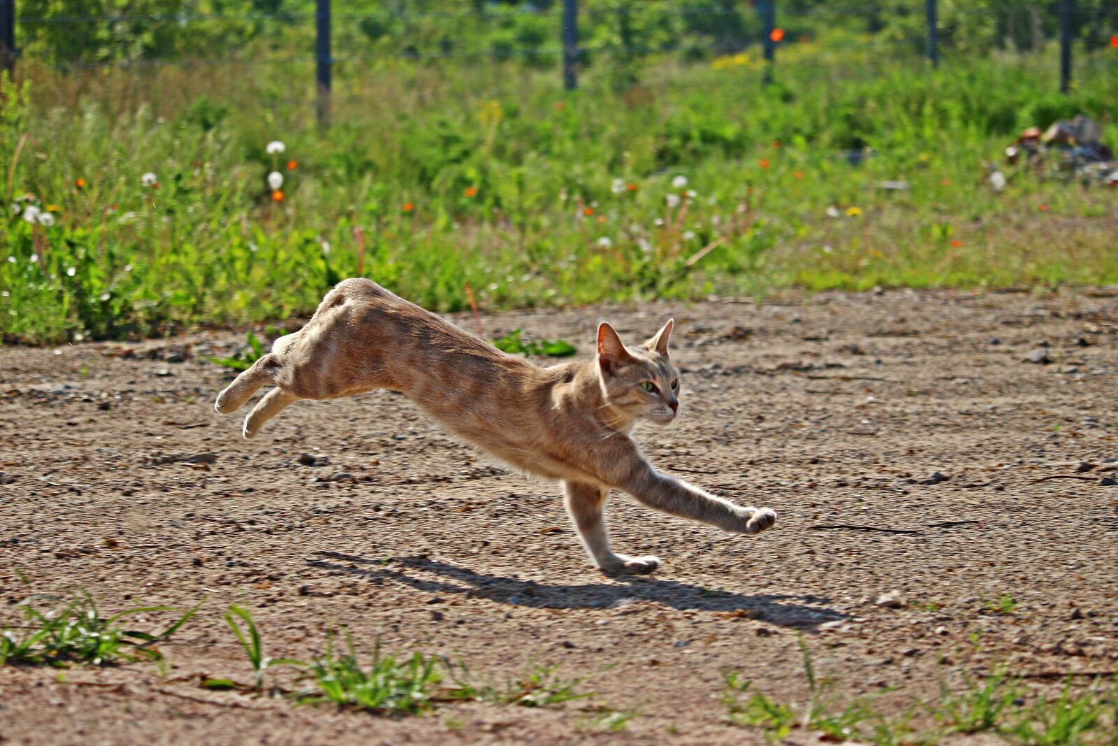 Canon EOS 100D (EOS Rebel SL1 / EOS Kiss X7) sample photo. Cat, tiger cat, kitten photography