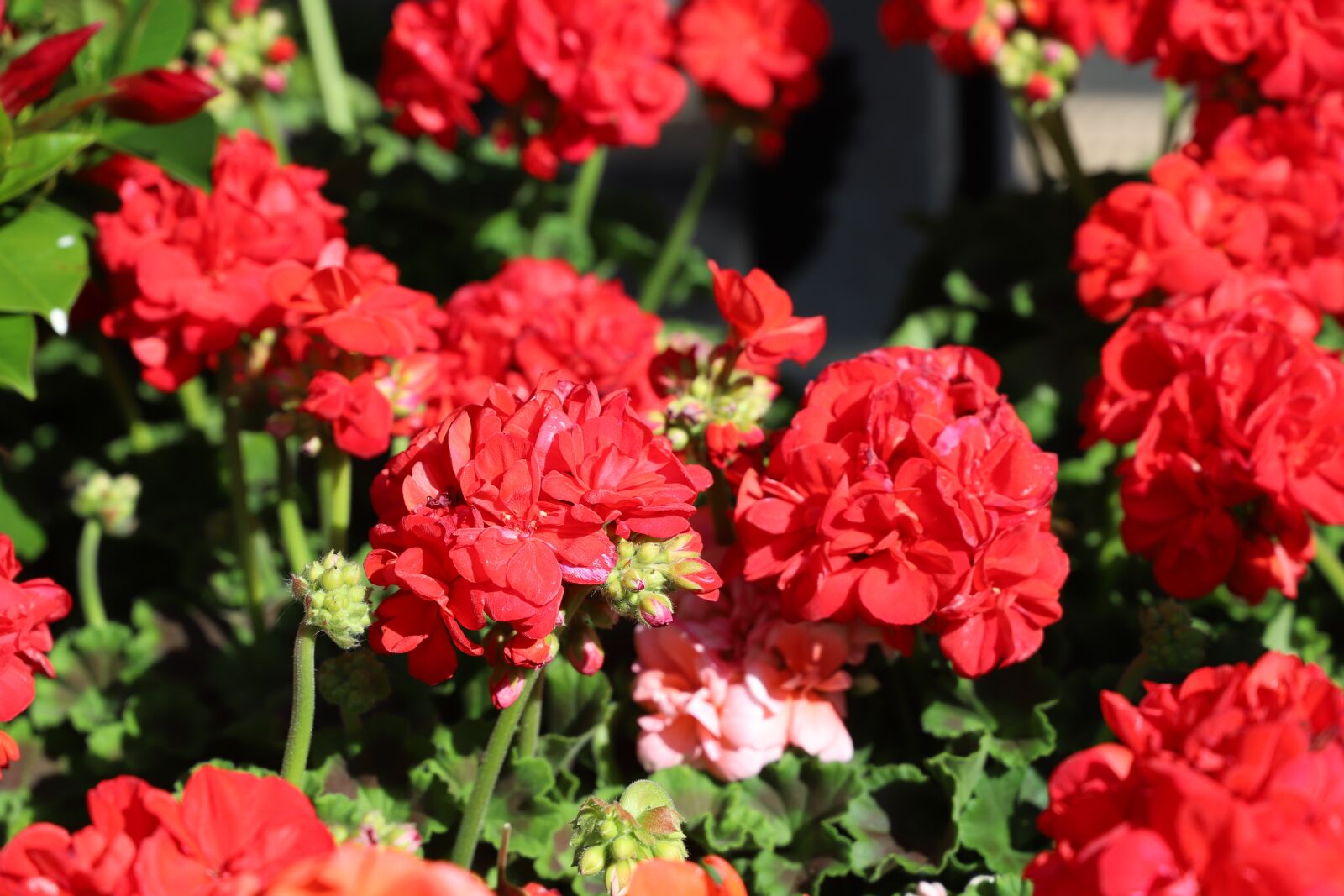 Canon EF 24-105mm F3.5-5.6 IS STM sample photo. Flower, plant, nature photography