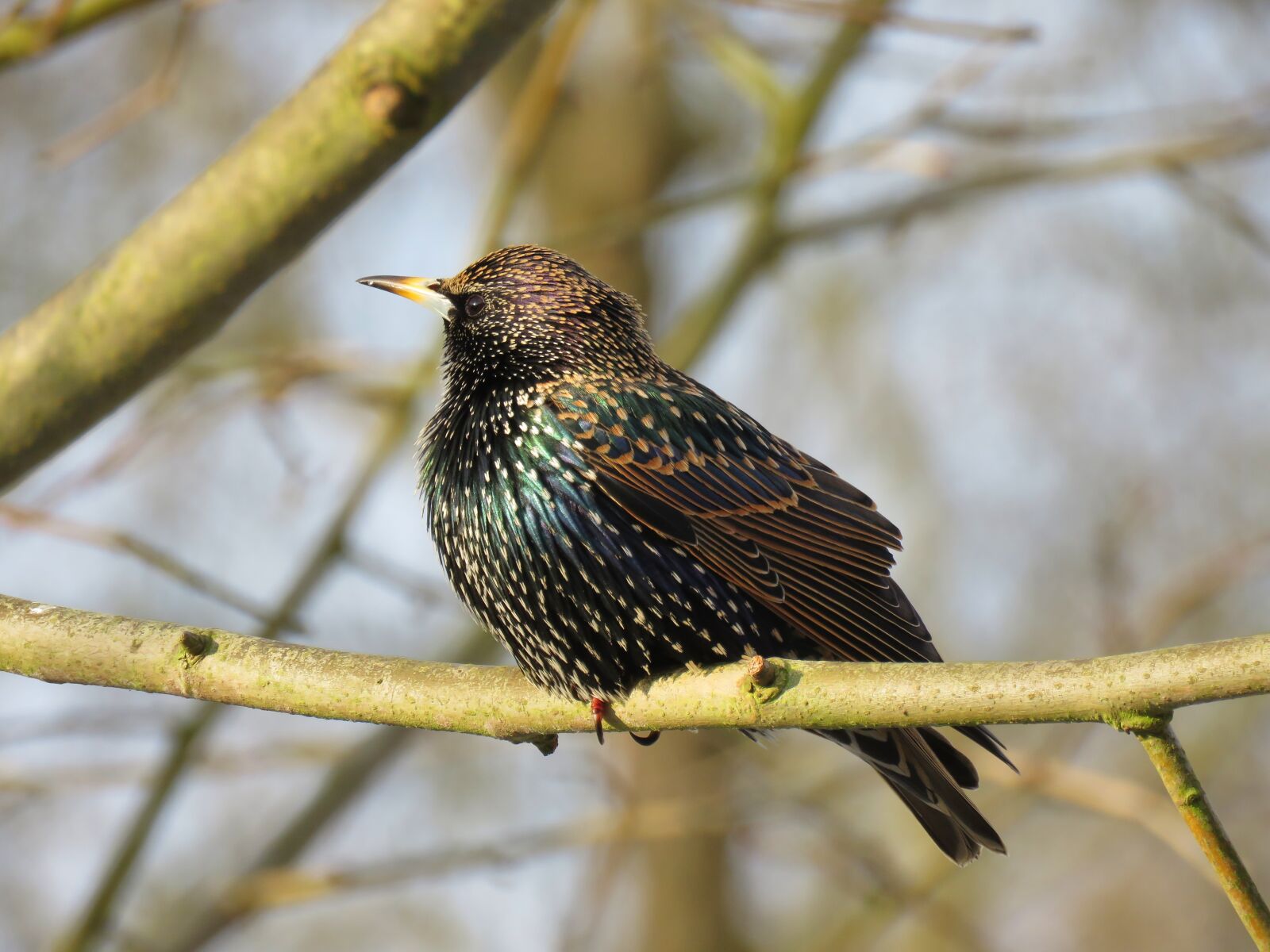 Canon PowerShot SX60 HS sample photo. Star, bird of the photography