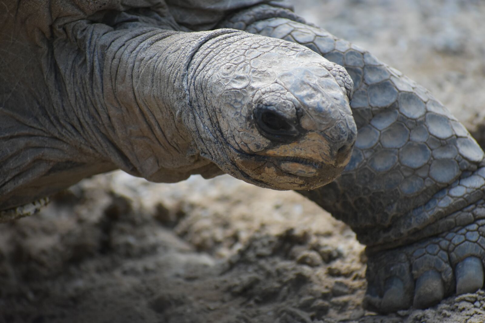 Nikon D3400 sample photo. Turtle, zoo, animal photography