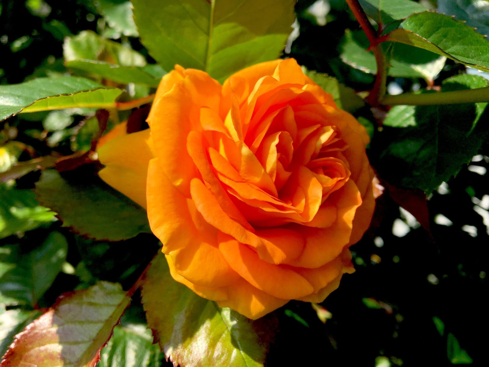 Apple iPhone 6s sample photo. Rose, flower, orange photography