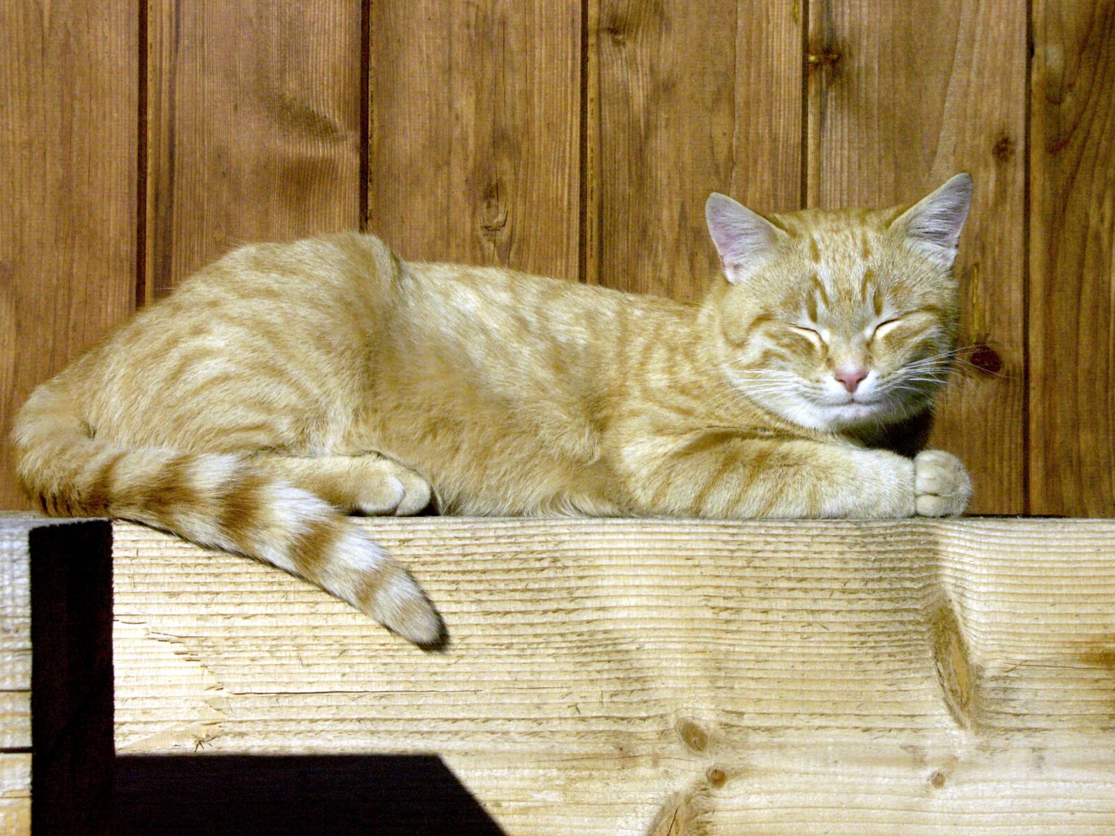 KONICA MINOLTA DiMAGE A2 sample photo. Cat, sun, pet photography