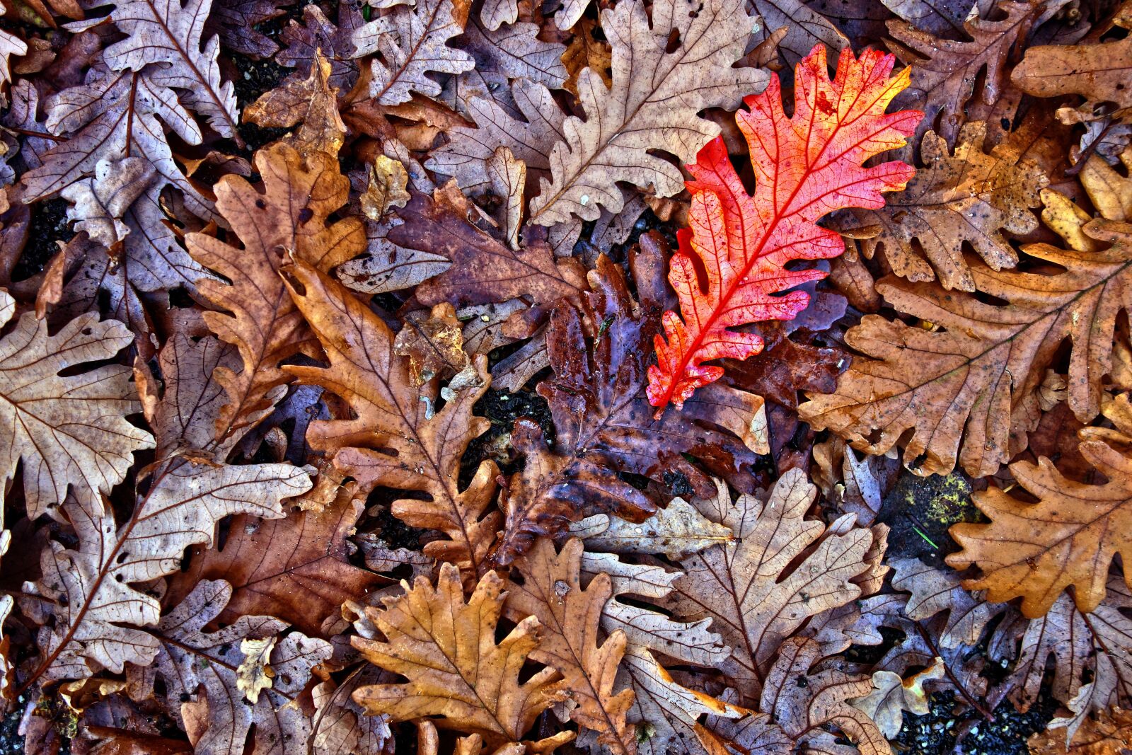 Sony Cyber-shot DSC-RX100 sample photo. Oak, leaves, oak leaves photography