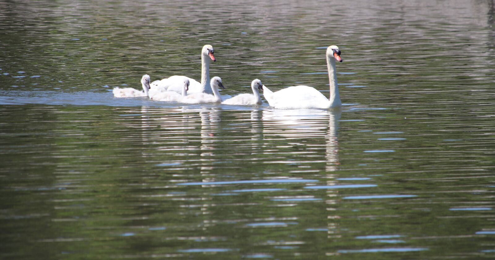 Canon EOS 200D (EOS Rebel SL2 / EOS Kiss X9) sample photo. Swan family, lake, waters photography
