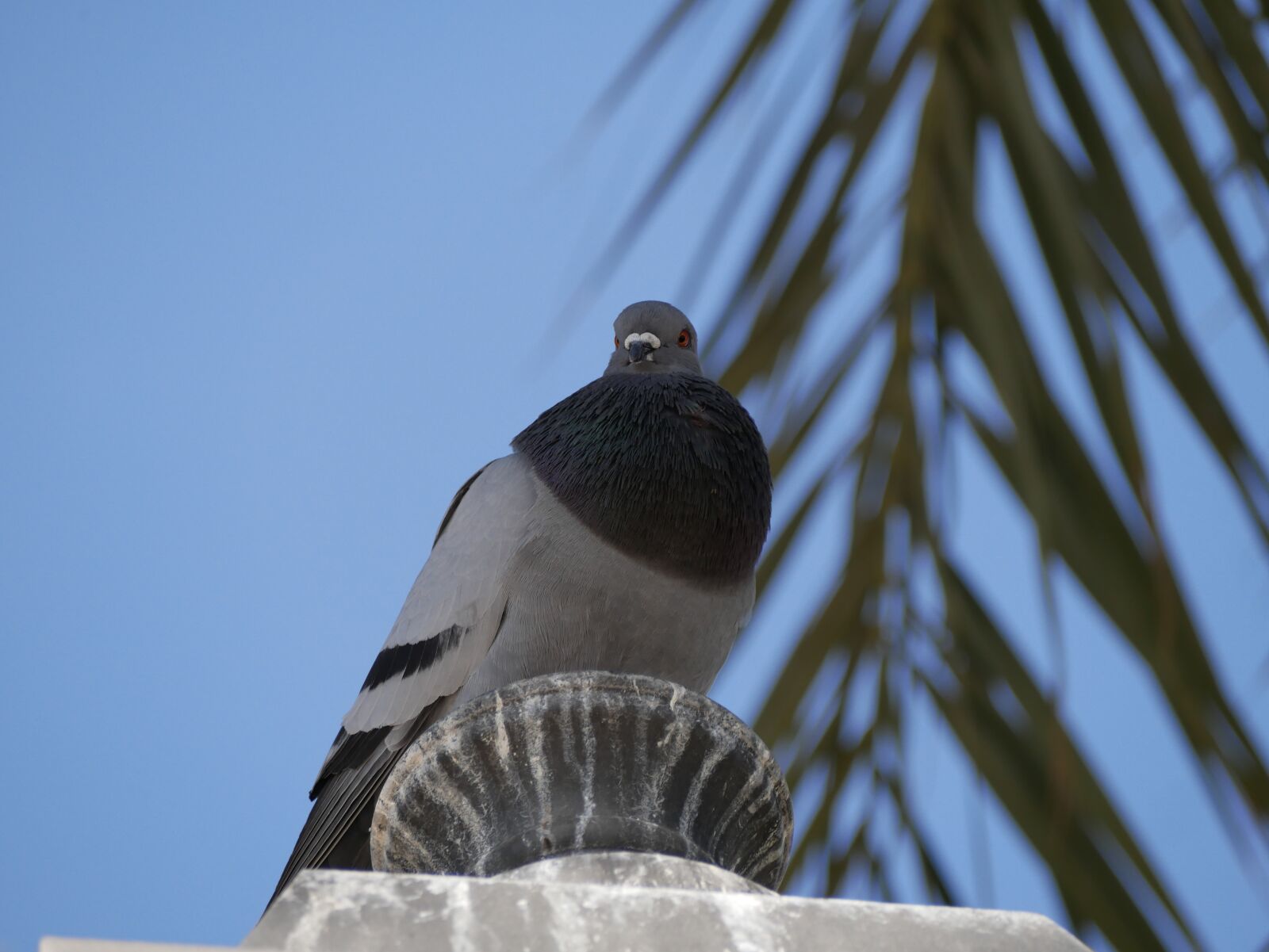 Panasonic Lumix DMC-GX85 (Lumix DMC-GX80 / Lumix DMC-GX7 Mark II) sample photo. Dove, mallorca, palm photography