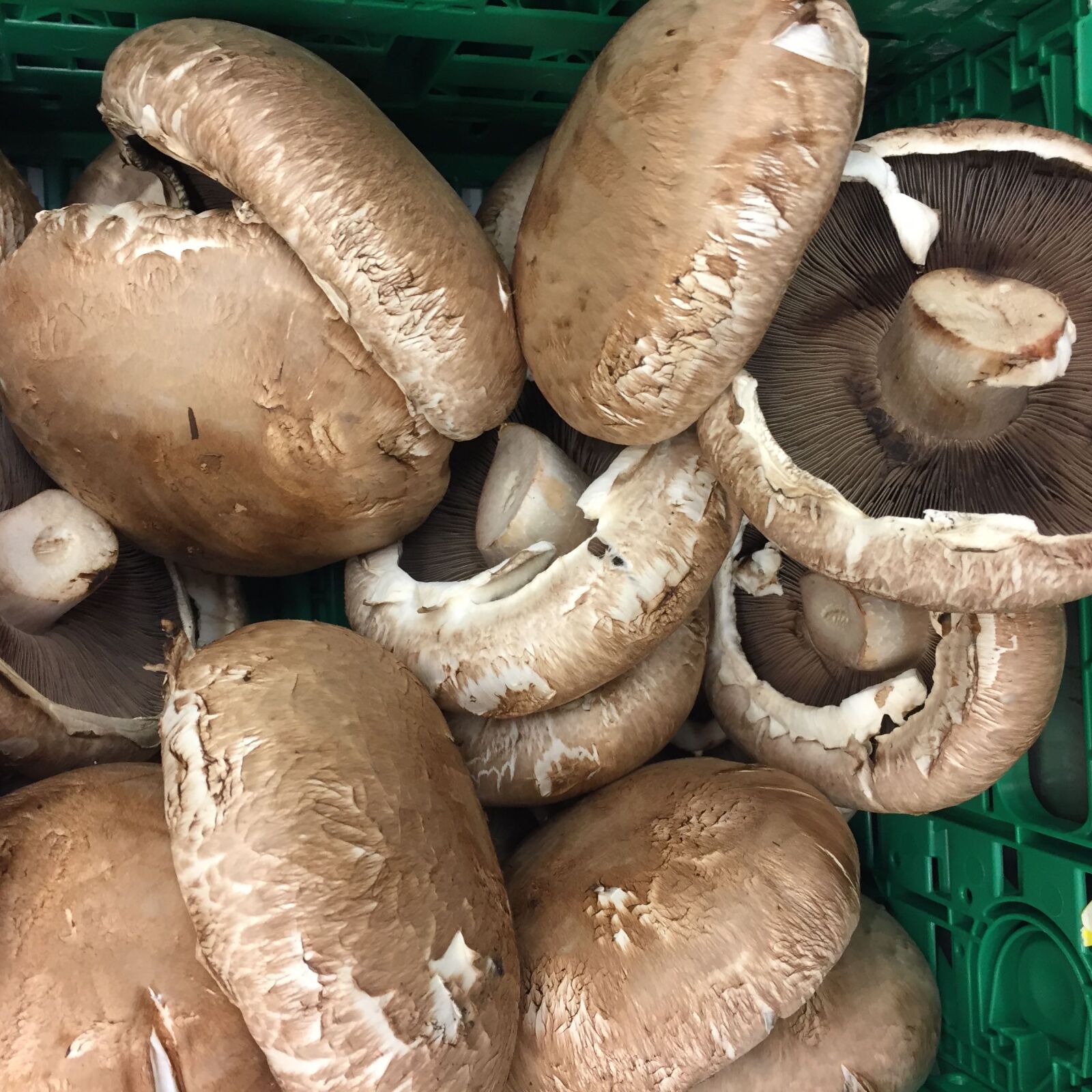 Apple iPhone 6 sample photo. Mushrooms photography